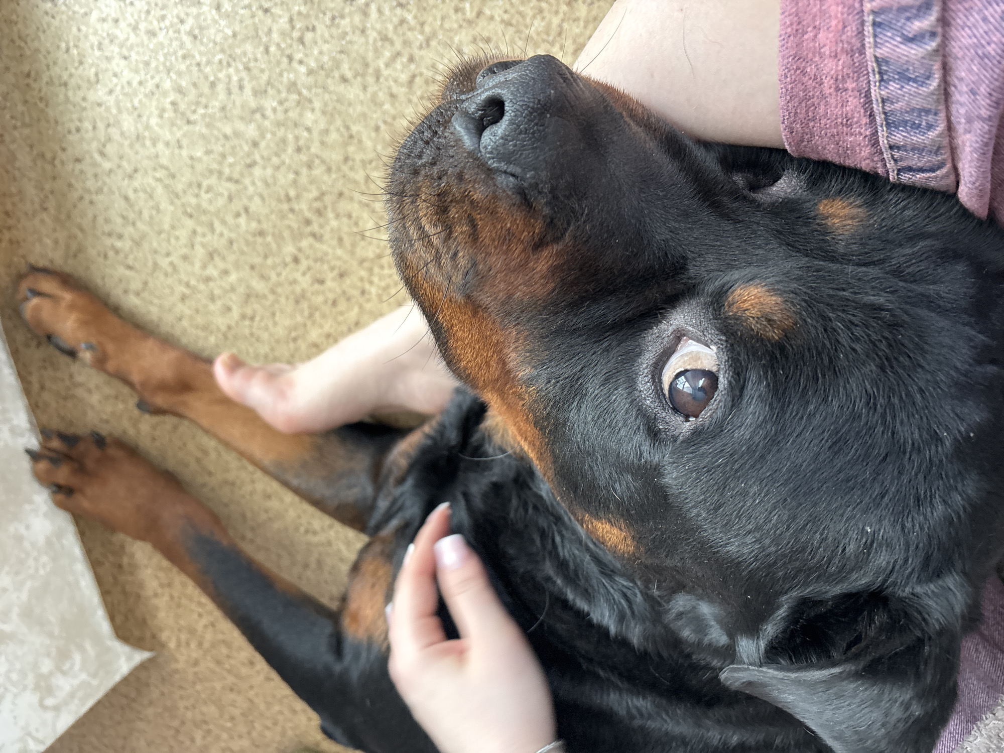 The image depicts an intimate indoor scene in Perm, Russia, focusing on a human-animal interaction. A black and tan dog, consistent with a Rottweiler breed, is prominently featured, lying with its head resting on the bare right leg of a human. The dog's left eye is open, directed upwards and to the left of the frame. Its black and tan fur-covered front paws are extended onto a light brown, speckled floor covering. A human left hand, adorned with a silver bracelet on the wrist and French-tipped fingernails, is positioned on the dog's neck/shoulder area, gently stroking its fur. A segment of the human's bare foot is visible in the upper right portion of the frame. The human's right upper leg is partially covered by a textured pink garment, resembling denim. A white patterned textile is partially visible in the upper left background.