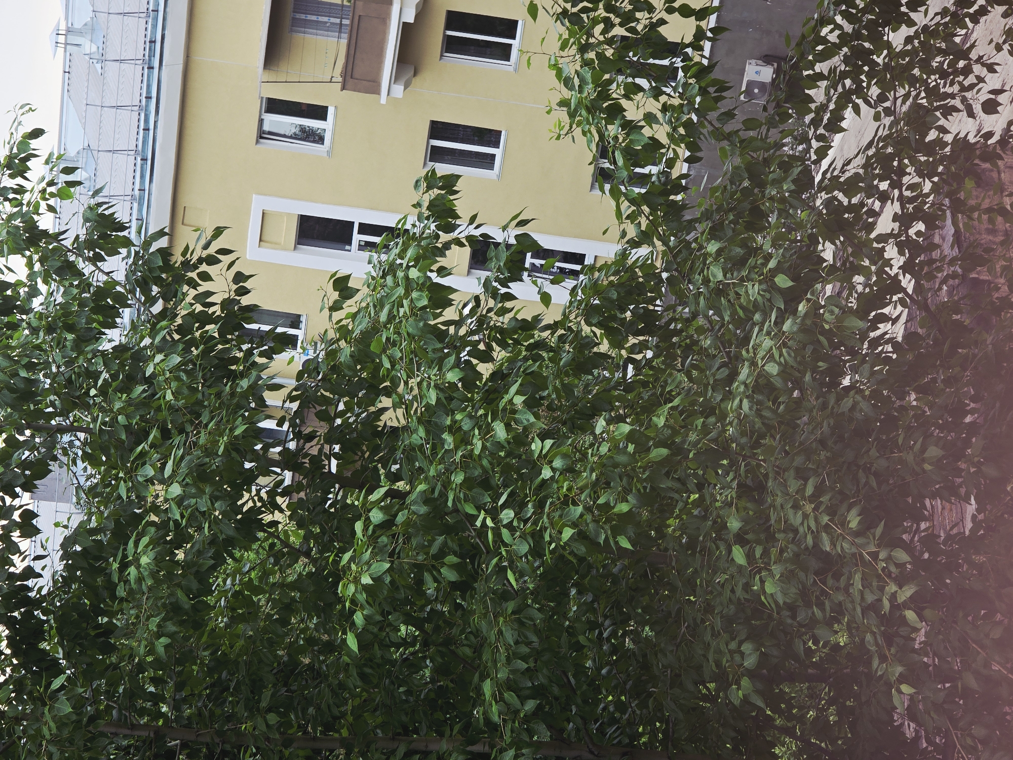 A close-up shot captures a lush green tree branch in the foreground, its leaves obscuring a portion of a light yellow building in the background. The building appears to be an apartment complex, featuring multiple windows with white frames and balconies. The leaves of the tree are dense and varied in size, creating a naturalistic and somewhat abstract foreground. The building's facade exhibits a clean, modern aesthetic, with some architectural details like a white trim around some windows and a balcony with a brown railing. The overall impression is one of urban greenery juxtaposed with residential architecture, hinting at a lived-in space within a natural setting. The scene is static and appears to be an outdoor shot taken during the daytime.