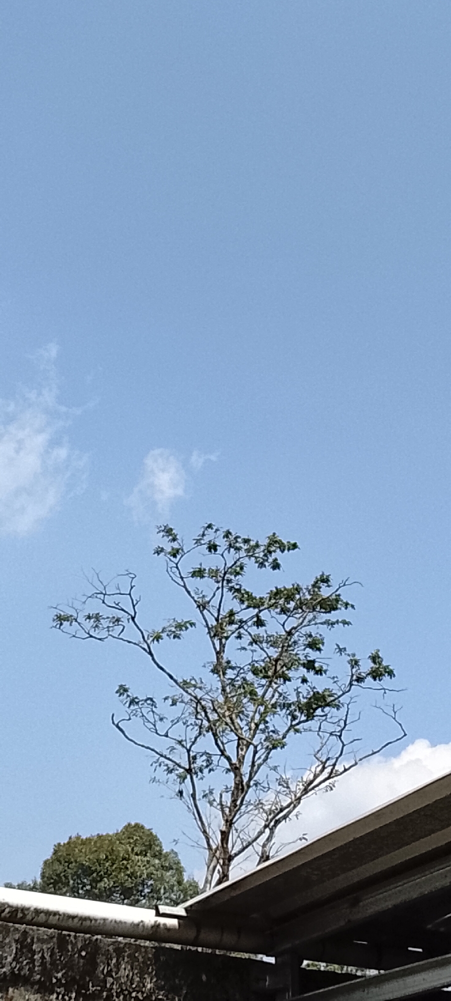 The image captures a clear blue sky with sparse white clouds. A lone tree with a thin trunk and branches, some bare and some with green leaves, stands prominently against the sky. In the foreground, a portion of a roof structure with a dark, textured wall beneath it is visible. To the left, a dense cluster of green trees forms the background. The scene appears to be an outdoor environment, possibly a residential area or a natural landscape, with the provided crops indicating a location in Padang Dalom, Indonesia.