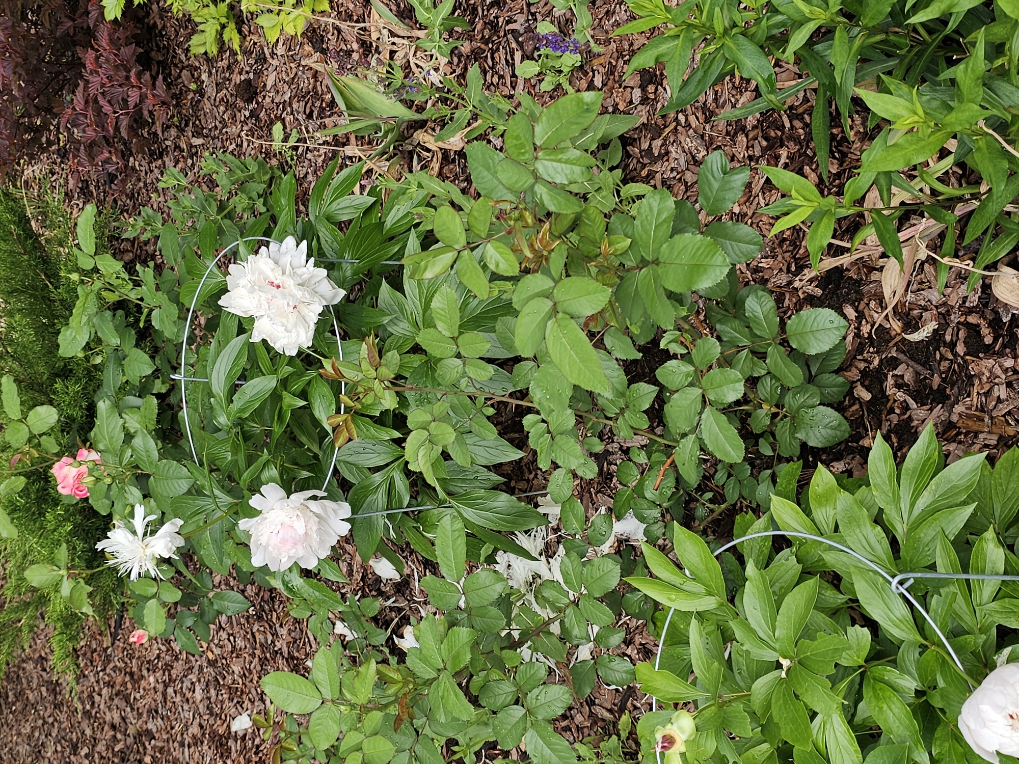 A high-angle, medium shot captures a garden bed filled with lush green foliage and several blooming flowers. Dominant in the center are two large white peonies, one in full bloom and the other slightly faded, both supported by wire hoops. To the left and slightly behind, a rose bush with several buds and one open pink flower is visible. More green leaves from other plants fill the lower portion of the frame, with some dry, light-colored debris scattered on the ground. The ground is covered in dark brown mulch. In the upper right, a bush with dark red leaves provides a contrasting color. The scene appears to be a well-maintained garden in an outdoor setting, likely within the city of Berezka SNT (Krasnogorsky District), Russia.