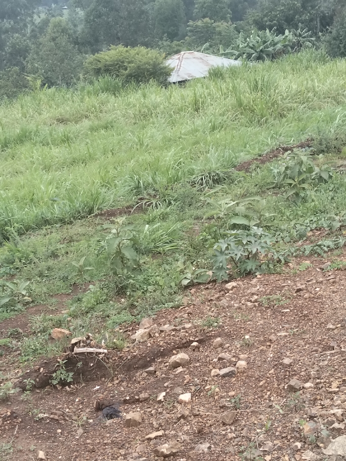 The image depicts an outdoor scene in Nyansiongo ward, Kenya, characterized by a sloping, verdant landscape under diffused daylight conditions. In the immediate foreground, a reddish-brown dirt path or slope, heavily interspersed with small and medium-sized light-colored rocks, occupies the lower half of the frame. Sparse, small green plants emerge from the rocky soil. A dark, amorphous object, possibly a discarded plastic bag, rests on the dirt path in the lower-middle left. Slightly above it and to the left, a small, pale rectangular object, possibly wood or debris, is visible among sparse vegetation. The middle ground transitions to a dense expanse of tall, light-green grass covering a steep incline. Within this grassy area, several small to medium-sized broad-leaved plants or young shrubs are scattered. In the upper middle ground, partially obscured by the tall grass and surrounding foliage, a structure with a weathered, light-gray corrugated metal roof is visible. This building appears to be simple in construction, possibly a dwelling or storage shed. The background consists of dense, dark green trees and tropical foliage, including what appear to be banana plants with their characteristic large leaves, rising behind the roofline of the structure and extending to the top of the frame. No individuals or active subjects are present.