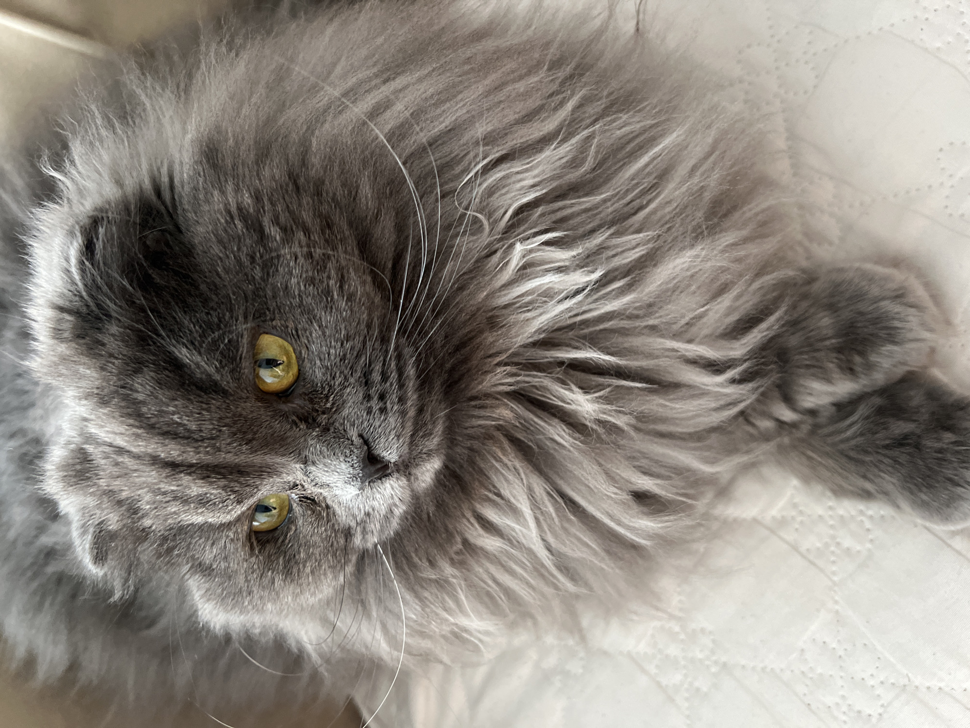 A close-up, top-down shot features a fluffy, gray cat lying on a white, textured surface, possibly a bed or blanket with a diamond-patterned stitch. The cat is oriented with its head towards the left side of the frame and its body extending to the right. The cat has yellow-green eyes, a gray nose, and long, white whiskers. Its fur is long and fluffy, creating a soft and textured appearance. The cat appears relaxed.
The image cannot be placed in a specific city or country like Tyumen, Russia, based solely on the visual information provided. There are no elements in the image that are geographically indicative of Tyumen.