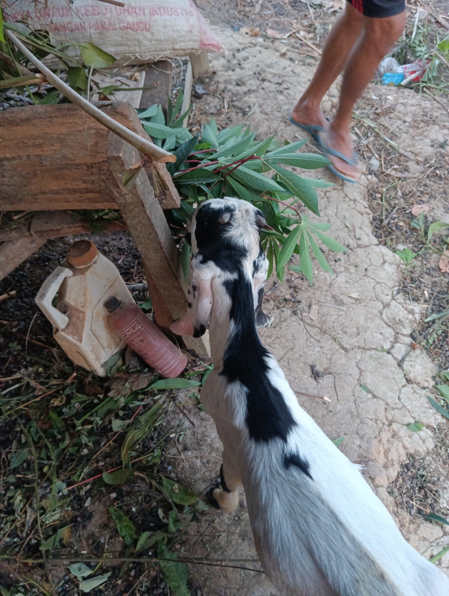 The image depicts a black and white goat eating leaves from a plant. The goat is positioned in the foreground, with its head facing left. In the background, a person's legs are visible wearing blue flip-flops and black shorts with red trim. A partially visible beige plastic jerrycan and a pink bottle are on the ground to the left of the goat. A tattered white sack with Indonesian text is in the upper left corner. The ground appears to be a mixture of dirt and cracked concrete. The overall scene suggests an outdoor rural or semi-rural environment, possibly a backyard or common area in Pematang Jaya, Indonesia, given the presence of a jerrycan, a sack, and vegetation typical of the region.