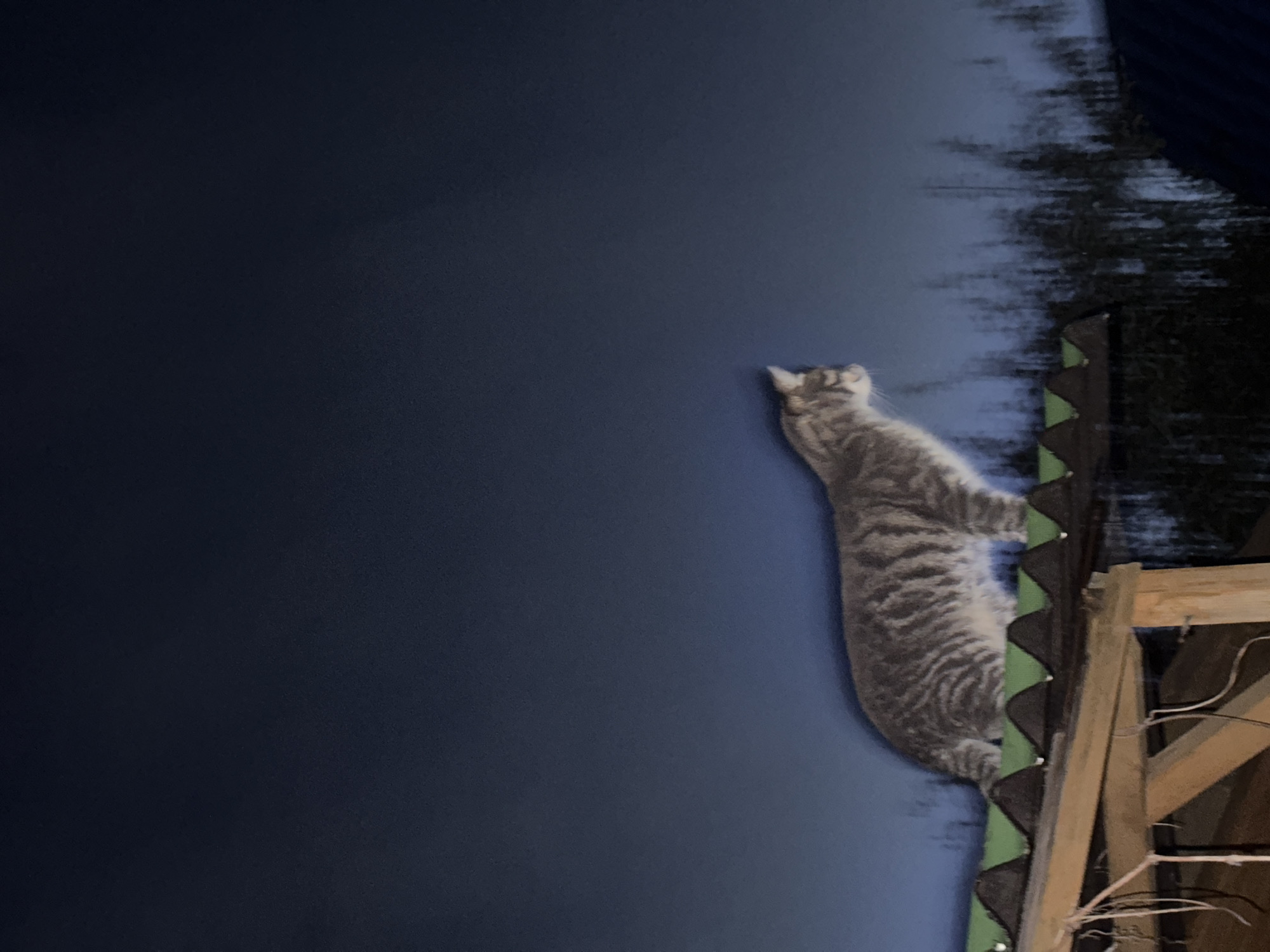 A tabby cat is perched on a green corrugated roof at night, silhouetted against a dark blue sky. The cat is facing to the right, with its body in profile. In the foreground, a wooden structure with exposed beams and wires is visible beneath the roof. The background is blurred, with faint vertical lines suggesting trees or other vertical elements. The overall lighting is dim, indicating it is nighttime. The location is identified as SNT Avtomobilist-1, Russia, which is a dacha cooperative settlement.