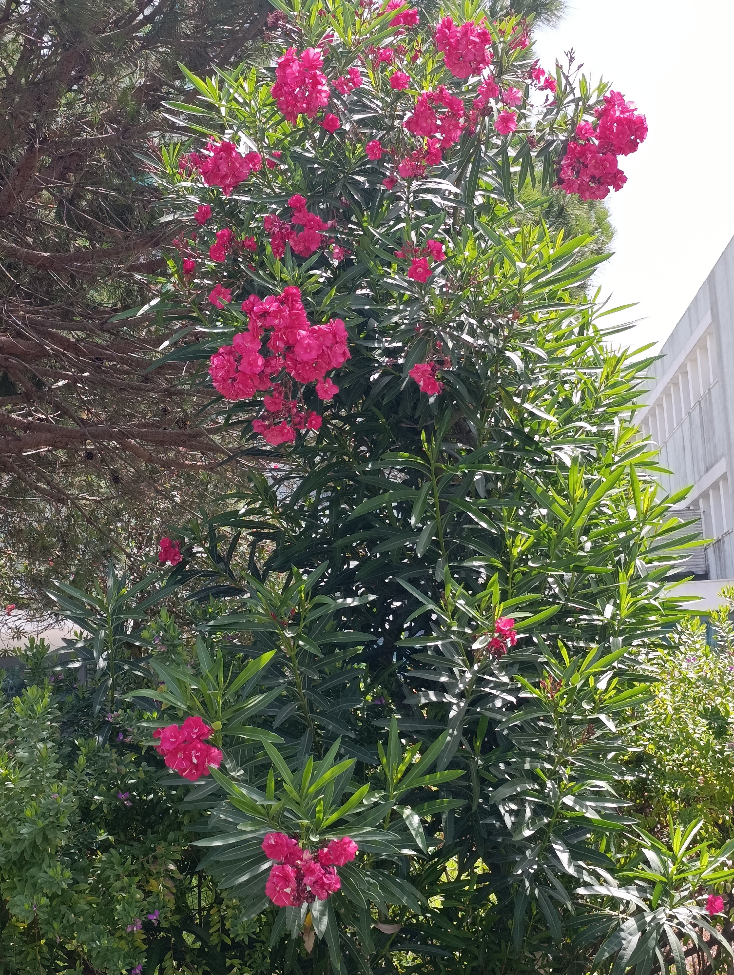 A dense, vibrant oleander bush with clusters of bright pink flowers dominates the center of the frame. The bush's glossy, dark green, lance-shaped leaves are visible throughout. To the left, the rough, brown branches of a pine tree are partially visible. In the background to the right, a portion of a modern building with light-colored horizontal siding is seen, suggesting an urban or suburban setting. The lighting suggests a bright, sunny day. The scene appears to be outdoors, possibly in a garden or park within Setúbal, Portugal.
