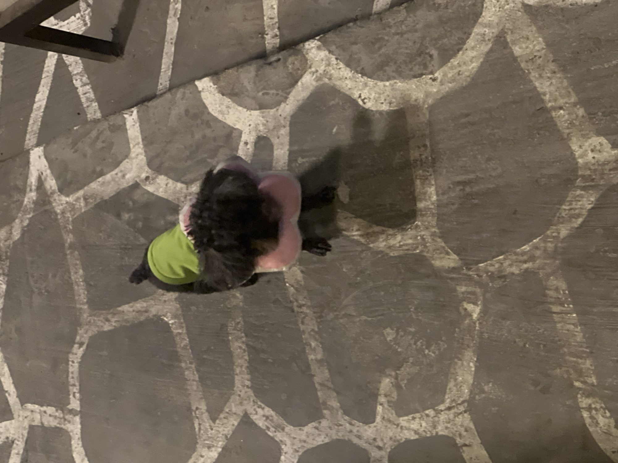 The image, taken from an overhead perspective, captures a small, dark-furred dog standing on a patterned ground surface in Đà Nẵng, Vietnam. The dog is wearing a bright lime green shirt or vest and a soft pink collar or neck warmer. Its dark, curly fur is visible around its head and legs.
The ground features an intricate pattern of irregular, light-colored lines and shapes, possibly concrete or stone inlay, against a darker grey, textured background. This design creates a distinctive mosaic-like effect across the entire visible surface. In the upper left corner, a dark, angular object, possibly part of a table leg or railing, extends into the frame.
The lighting is dim, suggesting the photograph was taken during the evening or night, under artificial light sources. These lights create subtle reflections and shadows on the ground. The dog appears to be standing still, facing away from the camera, seemingly paused in an outdoor or semi-outdoor setting like a patio or walkway. No specific emotions are discernible from this angle. There is no visible text in the image.