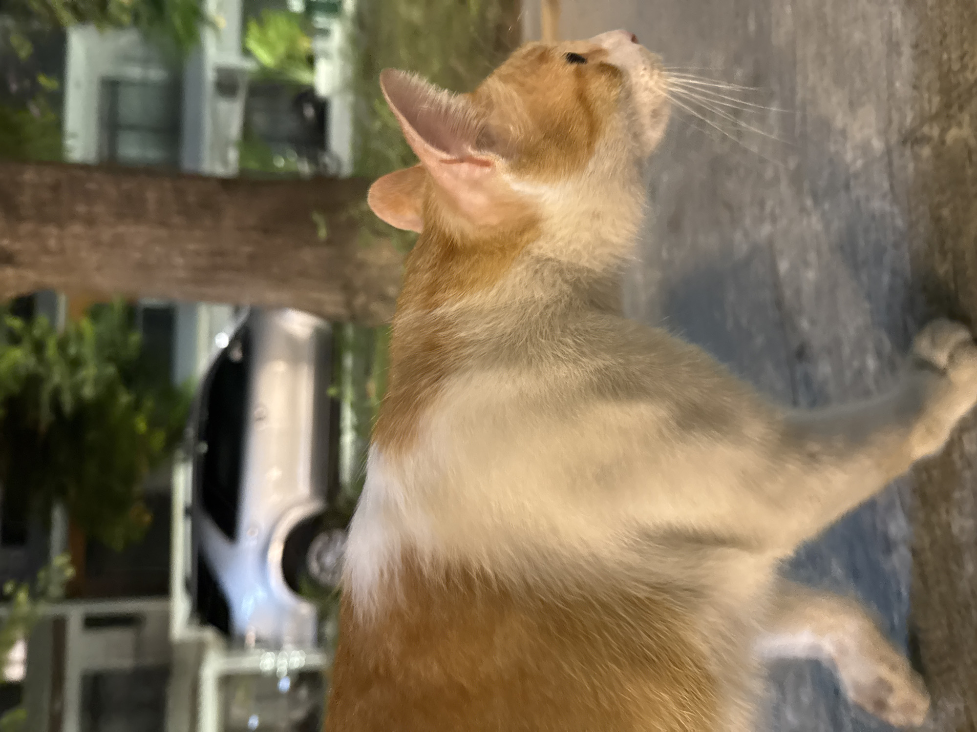 An image shows a cat standing in a street, its head tilted upwards. The cat has orange and white fur and visible whiskers. A tree and a white car are in the background, with a building and some greenery visible behind the car. The setting appears to be an urban area at night.