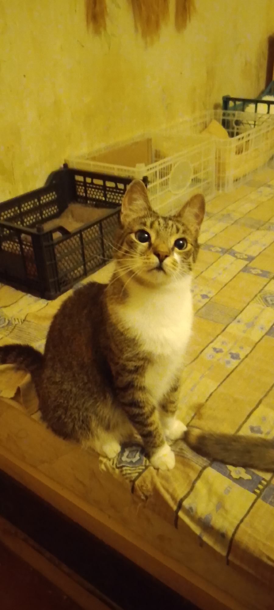 In an indoor setting with yellow-toned walls, a tabby and white cat is seated on a bed with a yellow, checkered duvet. The cat is facing the camera, looking slightly to the right, with its body angled towards the viewer. Its fur is a mix of brown, black, and white, with distinct tabby markings on its body and tail. The cat's paws are white, and it has large, dark eyes. Behind the cat, on the left side of the frame, is a black plastic crate. To the right of the black crate, and further back, are two white plastic crates. The lighting in the room is dim, creating a slightly hazy atmosphere.