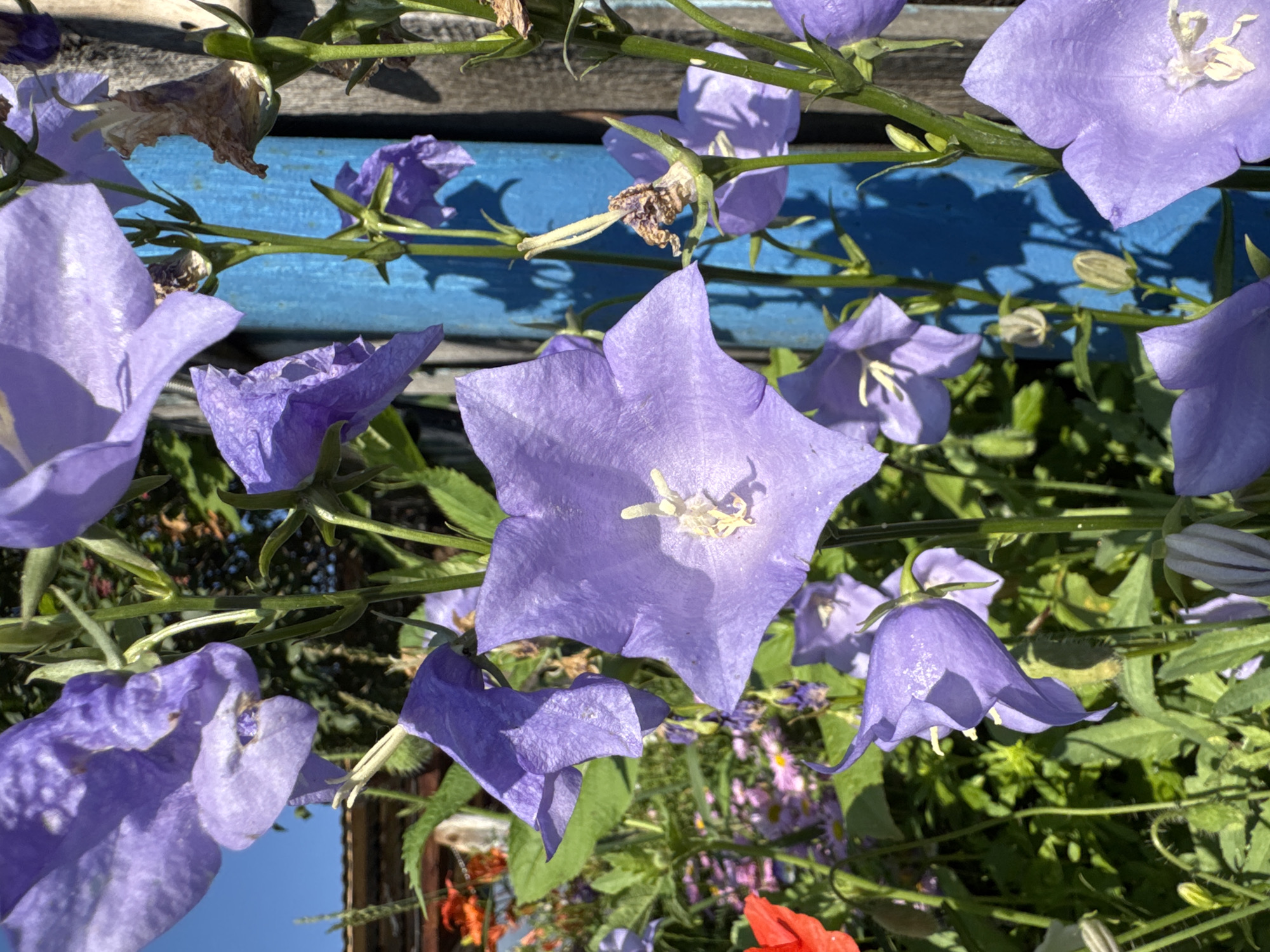 The image shows a close-up view of bell-shaped purple flowers, likely campanula, in a garden setting. The flowers are clustered together on green stalks, with some in full bloom and others appearing as buds or dried remnants. In the background, a bright blue painted wooden post is visible, with a weathered wooden fence to its right. Green foliage and other flowers, including some red ones, create a colorful and vibrant environment. The sky is a clear blue. The scene appears to be a sunny day in a garden, possibly in Urazovo, Russia, given the context provided. There are no people or animals visible in the image.