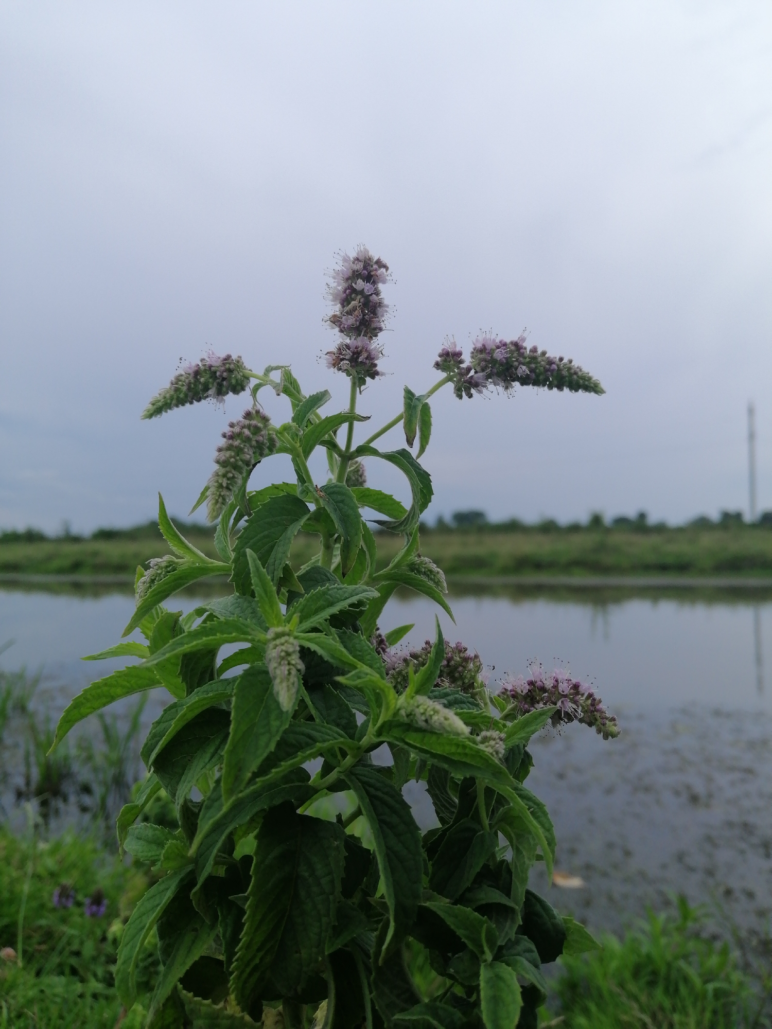 An upright, flowering mint plant with numerous green leaves and developing purple flower spikes dominates the foreground of this outdoor photograph. The plant is positioned slightly to the left of the frame's center. In the background, a calm body of water, possibly a pond or slow-moving river, stretches horizontally across the image, reflecting the overcast sky. The water's edge is lined with green grass and reeds. Beyond the water, a hazy green landscape with distant trees and a faint vertical structure, possibly a telecommunication tower, completes the scene. The sky is a pale, cloudy grey, suggesting an overcast day. The location is identified as Krasnoluka, Ukraine. There are no people or animals visible in the frame.