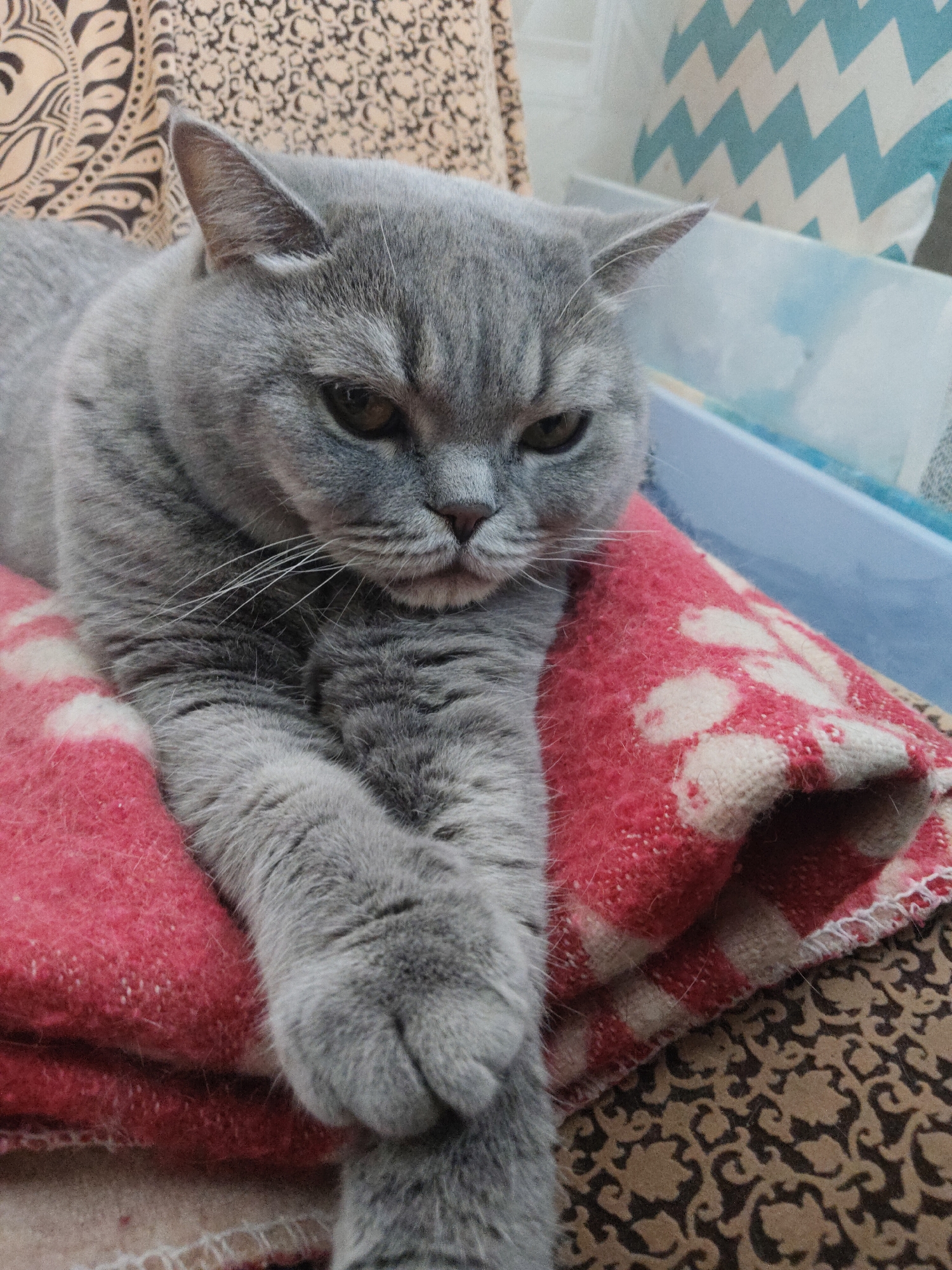 A thick-furred, light gray domestic cat, likely a British Shorthair, is prominently featured in the image, resting on a red and white patterned blanket. The cat is lying down with its front paws crossed, gazing slightly downwards with a serious, contemplative, or mildly grumpy expression. Its eyes are dark, and prominent white whiskers extend from its muzzle. The cat's ears are short and perked.
The blanket the cat is resting on is a soft, folded fabric with a red base and off-white or light pink patterns, which appear to be abstract shapes or possibly stylized paw prints. The texture of the blanket looks warm and cozy.
The background of the image reveals a mix of other household items and patterns. To the upper left, behind the cat's head, there is a brown or tan fabric with an intricate, dark brown, ornate pattern, possibly floral or paisley. To the right, a light blue object, resembling a container or tray, is visible. Above this object, a pillow or cushion with a distinct light blue and white chevron (zigzag) pattern can be seen, adding a contrasting geometric element to the scene.
The lighting is soft and even, indicating an indoor setting, likely during the daytime. The overall impression is one of a calm, observant feline in a comfortable environment. There is no visible text in the image.