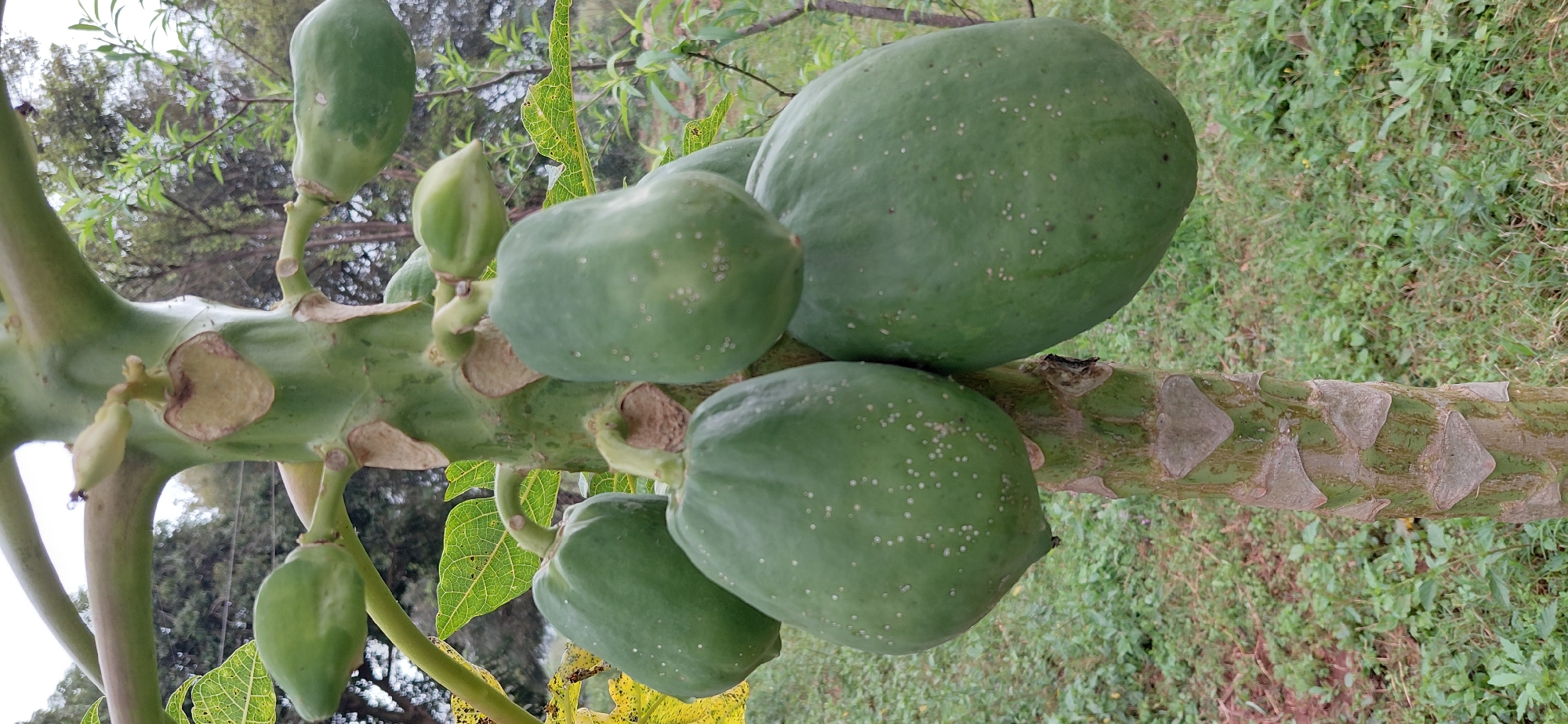 A close-up, eye-level, vertical shot captures several immature, green papayas growing on the trunk of a papaya tree. The papayas vary in size and shape, with some appearing oblong and others more pear-shaped. They are a uniform green color and some exhibit small, white speckles on their skin. The trunk of the papaya tree is visible, characterized by its segmented, light brown and green bark, with triangular leaf scars. The background is softly blurred, showing sparse green grass, some leafy plants, and distant trees under an overcast sky, suggesting an outdoor setting likely in Encarnacion, Paraguay. There are no people or animals present in the image.