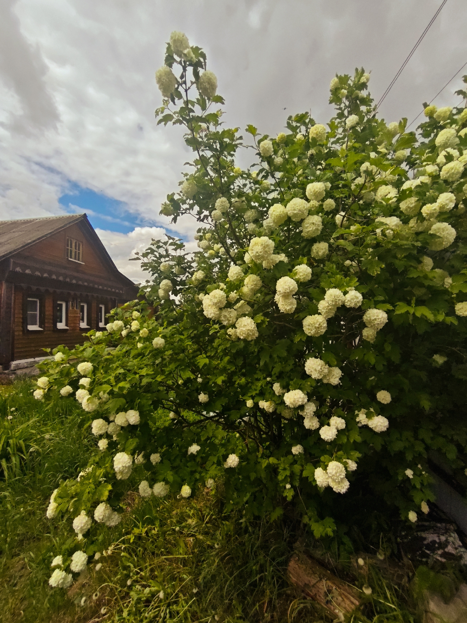 A medium-angle shot shows a vibrant, flowering bush dominating the foreground, with a traditional wooden house partially visible behind it and to the left. The bush is densely covered in clusters of white, snowball-like flowers, contrasting with its green leaves. The house is made of dark wood, featuring detailed decorative trim around the windows and eaves. The sky above is cloudy, with patches of blue peeking through. Green grass and foliage fill the ground around the bush. The location is Боровково, Russia, indicated by the traditional wooden house style typical of the region. The scene is peaceful, highlighting the natural beauty of the blooming bush against the backdrop of the rural architecture.
