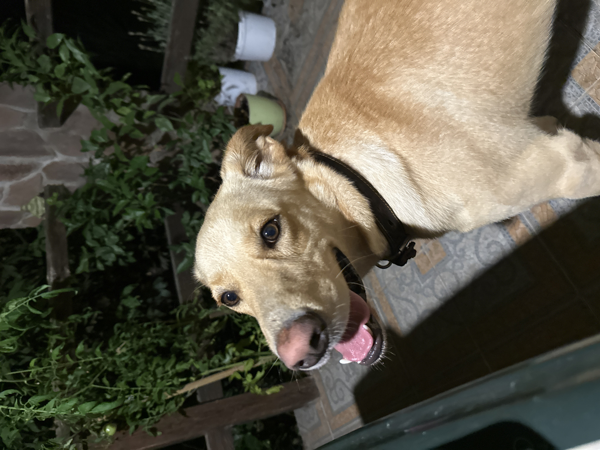 The image shows a medium-sized, light-colored dog with its mouth open, panting. The dog is wearing a dark collar. It appears to be outdoors on a tiled patio, with green plants and wooden structures in the background. The lighting suggests it is evening or nighttime, with artificial light illuminating the scene. The environment is consistent with a residential backyard or balcony area. There is no indication of the specific location within Sochi, Russia, beyond it being an outdoor, possibly urban, setting.