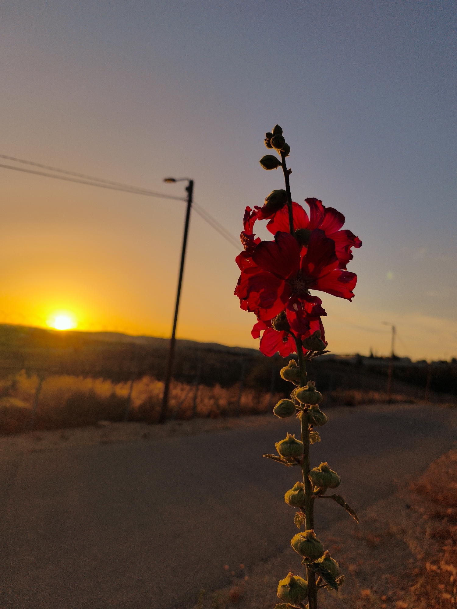 This media file presents a striking sunset scene within the Lachish Regional Council, Israel, centered on a tall, slender plant silhouetted against the vibrant sky. The plant, positioned prominently on the right side of the frame, features several deep red flowers and numerous olive-green flower buds along its stem. The red petals glow with an intense, almost translucent quality as the last light of day passes through them, creating a rich contrast against the deepening twilight.
In the background, a brilliant, white-yellow sun is setting directly on the horizon line on the left. The sky transitions dramatically, ranging from a vivid orange and yellow around the sun, gradually fading into warm peach hues, and ultimately into a clear, deep blue at the top of the image.
The setting depicts a rural or semi-rural roadside. A dark, unpaved or dirt road stretches into the distance on the left, flanked by dry, golden-brown vegetation and a visible wire fence. Distant hills or mountains are softly silhouetted against the horizon. Utility poles with power lines are visible as dark vertical structures against the bright sky, with one prominent pole in the mid-ground. No people or visible text are present in the image. The scene captures a tranquil moment, highlighting the beauty and warmth of a clear evening at dusk.