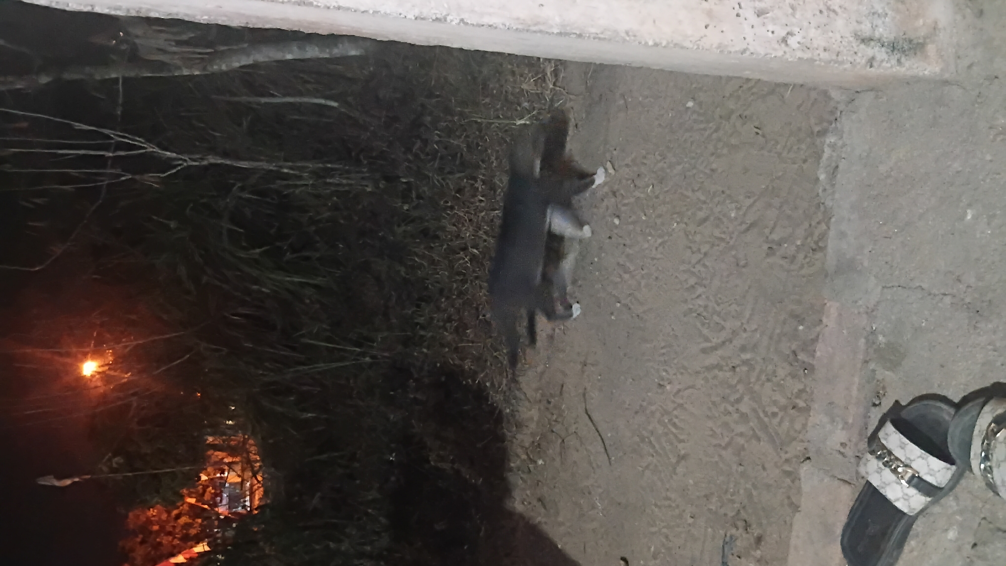 In the city of Prabumulih, Indonesia, a medium-sized, dark gray cat with white paws is captured walking from left to right across a dirt path at night. The cat is positioned centrally in the frame, moving towards the right edge. The surrounding environment is dark, with some sparse vegetation and tall grasses visible in the background. A street light casts an orange glow in the upper left quadrant of the image, illuminating a small area. In the lower left corner, a pair of designer slides with a distinctive monogram pattern are visible on the ground. The scene appears to be outdoors, possibly near a roadside or a less-developed area.