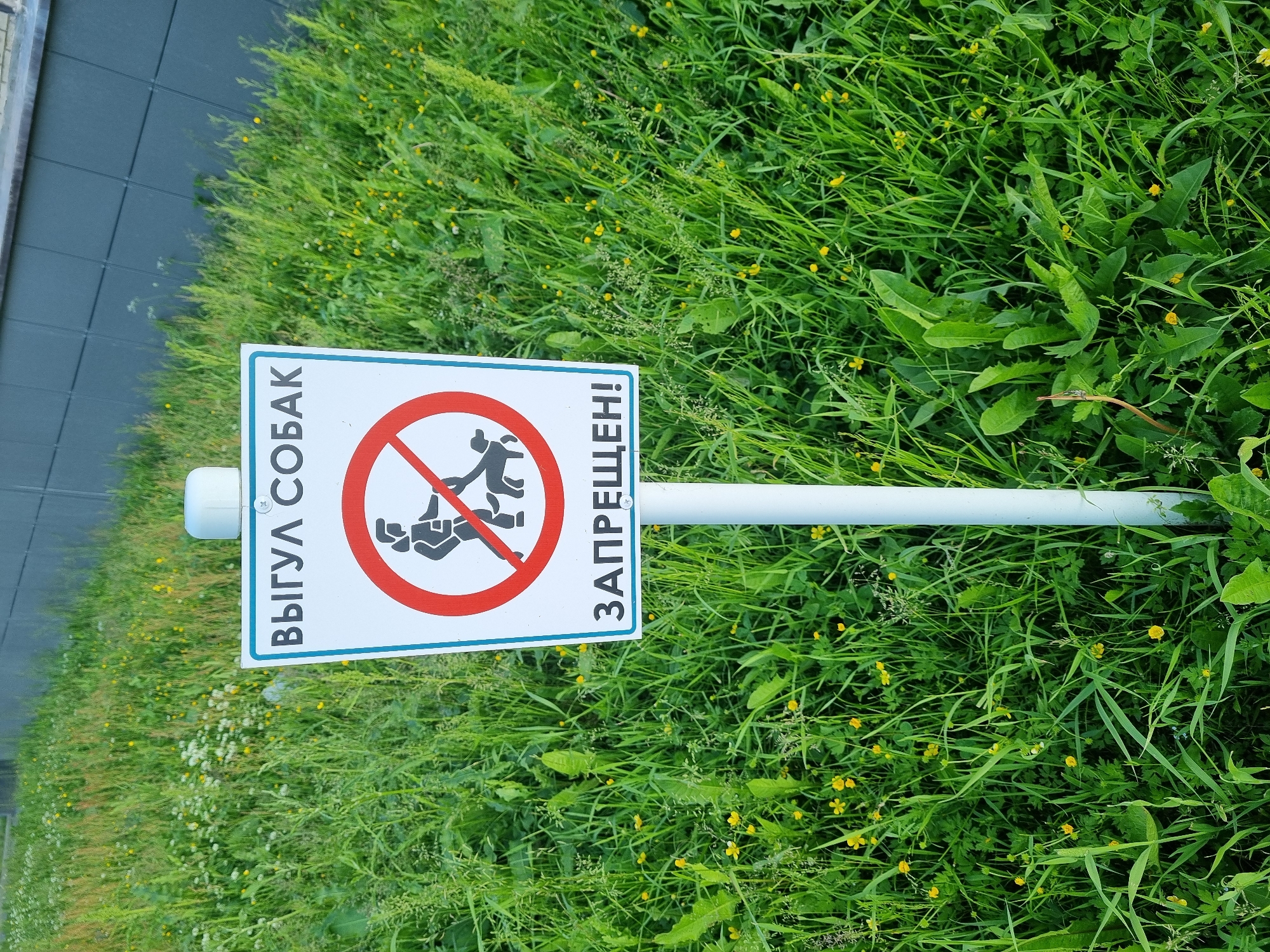 A sign prohibiting dog walking is posted in a grassy area. The sign is white with a blue border and features a red circle with a diagonal line through it, superimposed over a silhouette of a person walking a dog. The Russian text above the symbol reads "ВЫГУЛ СОБАК" (dog walking), and the text below reads "ЗАПРЕЩЕН!" (is prohibited!). The sign is mounted on a white pole. The surrounding environment consists of tall green grass and scattered yellow wildflowers. A dark grey building facade is visible in the background.