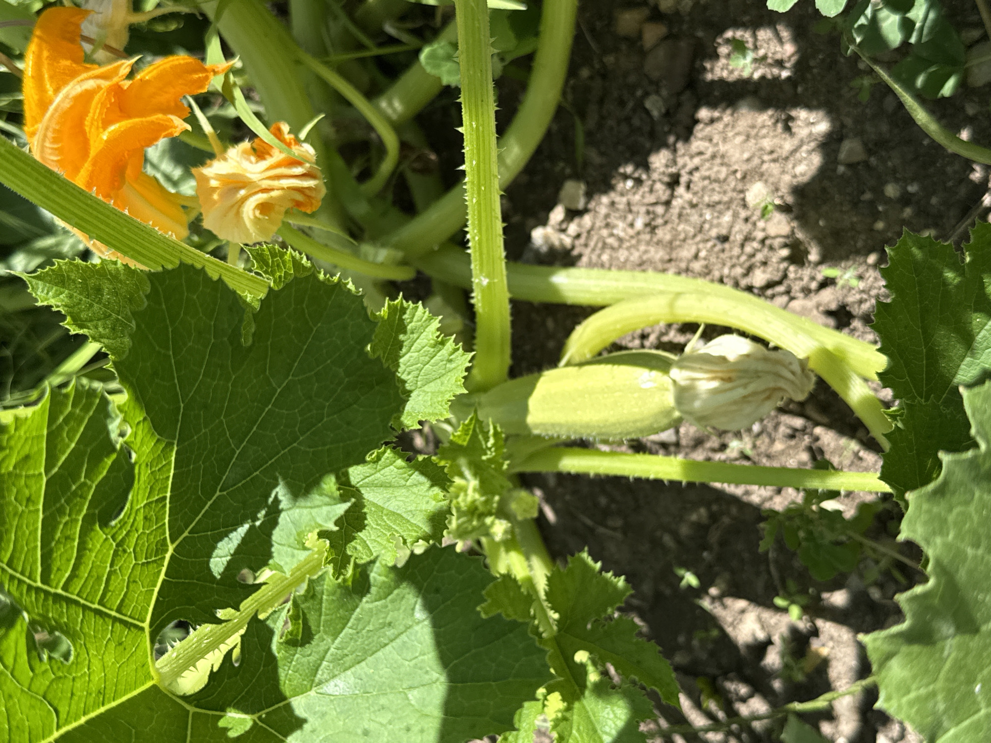 A close-up, eye-level shot of a growing zucchini plant shows a small, light green zucchini with a dried white blossom at its tip. The zucchini is surrounded by large, vibrant green leaves, some of which have serrated edges. A thin, prickly stem runs horizontally across the middle of the frame. In the upper right corner, bright orange zucchini flowers are visible. The background consists of dark, dry soil with small pebbles and some sparse green clover. The lighting suggests it is a sunny day, with shadows cast by the leaves. There are no people or animals visible in the scene. The location is unknown.