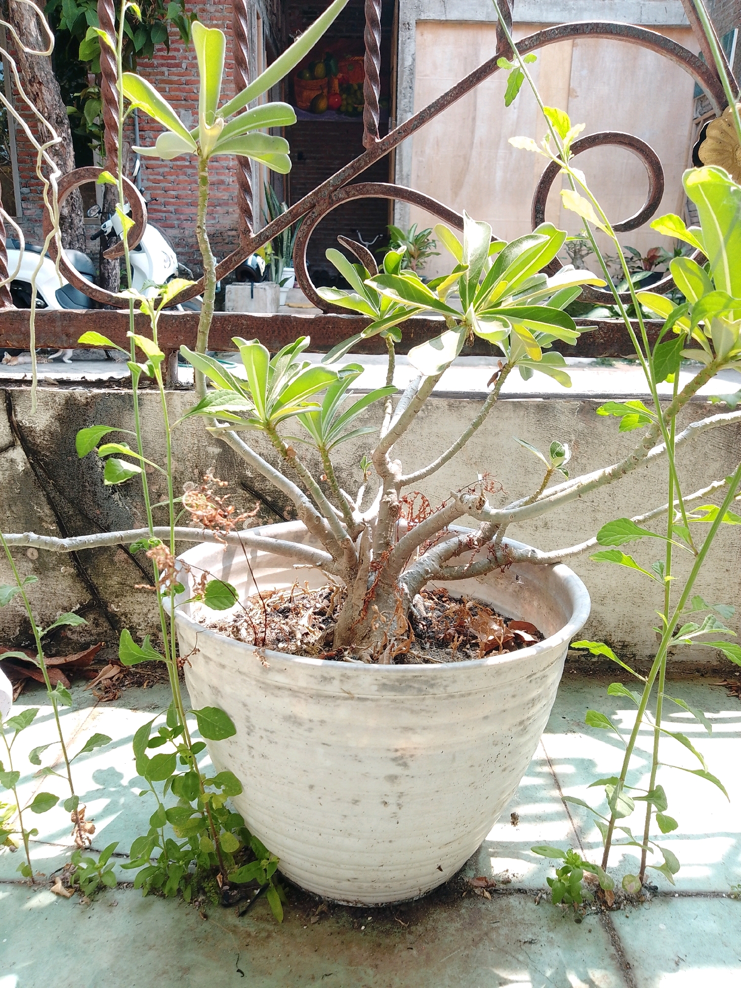 The image captures a potted plant with multiple branches and green leaves, situated outdoors in Cikal, Indonesia. The plant is in a large, off-white, textured pot. In the background, a rusty metal fence is visible, with a portion of a white motorcycle behind it. A textured wall and brick structure are also present. The ground beneath the pot appears to be tiled. Several smaller green plants are growing around the base of the pot, and some dry leaves are scattered on the ground. The scene is illuminated by sunlight, casting shadows.