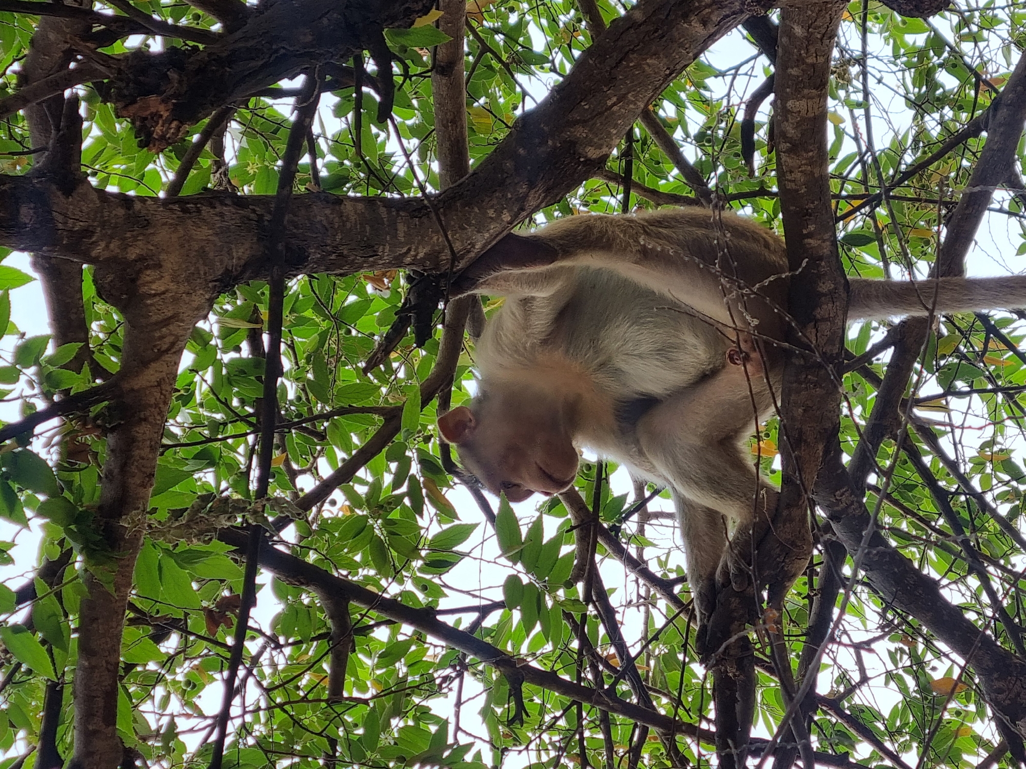 A monkey hangs upside down from a tree branch in a densely foliaged area, possibly in the city of Puttaparthi, India. The monkey's face is visible, and its tail extends to the right. The background is filled with green leaves and tree branches, with a glimpse of a light sky visible through the foliage.