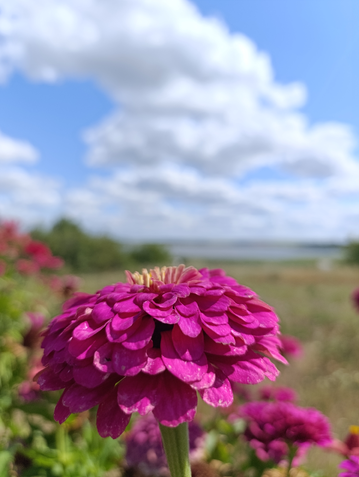 A close-up, eye-level shot captures a bright pink zinnia flower in the foreground. The flower's petals are layered and fanned out, with a yellow and pink stamen at its center. Behind the prominent zinnia, a field of green foliage and more pink flowers stretches into the background. A hazy horizon with trees and a body of water suggests a natural outdoor setting. The sky above is a bright blue, dotted with fluffy white clouds, indicating fair weather. The image was taken in Bulatselivka, Ukraine, specifically in an open field adjacent to a lake or river.