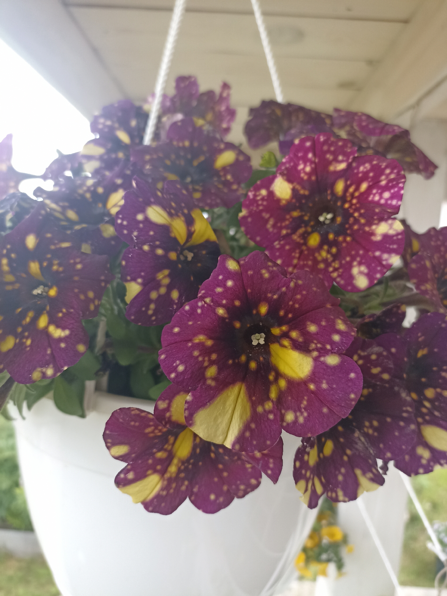 A close-up shot shows a cluster of deep purple petunias speckled with yellow, blooming in a white hanging planter. The planter is suspended from a white ceiling or overhang, with a white rope visible. The background is softly blurred, suggesting an outdoor setting with green foliage and hints of other yellow flowers. The image is taken from a slightly elevated angle, looking down into the planter. This scene is located in Shakhunya, Russia.