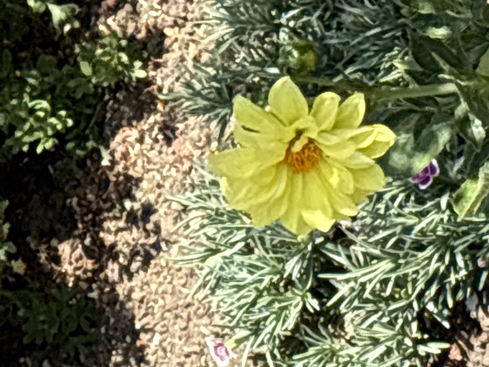 A close-up, top-down view of a bright yellow dahlia is captured in a garden setting. The flower's petals are layered and somewhat ruffled, with a distinct orange-brown center. It is positioned in the lower right quadrant of the image, with its stem extending downwards. Surrounding the dahlia are slender, grey-green, needle-like leaves of another plant, possibly lavender, which fill the lower and mid-left portions of the frame. In the background, the ground is covered with small, light-colored pebbles or gravel, interspersed with patches of dark soil and some green foliage. There are a few small, pinkish-purple flowers visible amongst the grey-green leaves in the mid-left area. The lighting suggests a sunny day, casting shadows on the ground and highlighting the textures of the plants and pebbles. No people or specific landmarks of Chelmsford are visible.