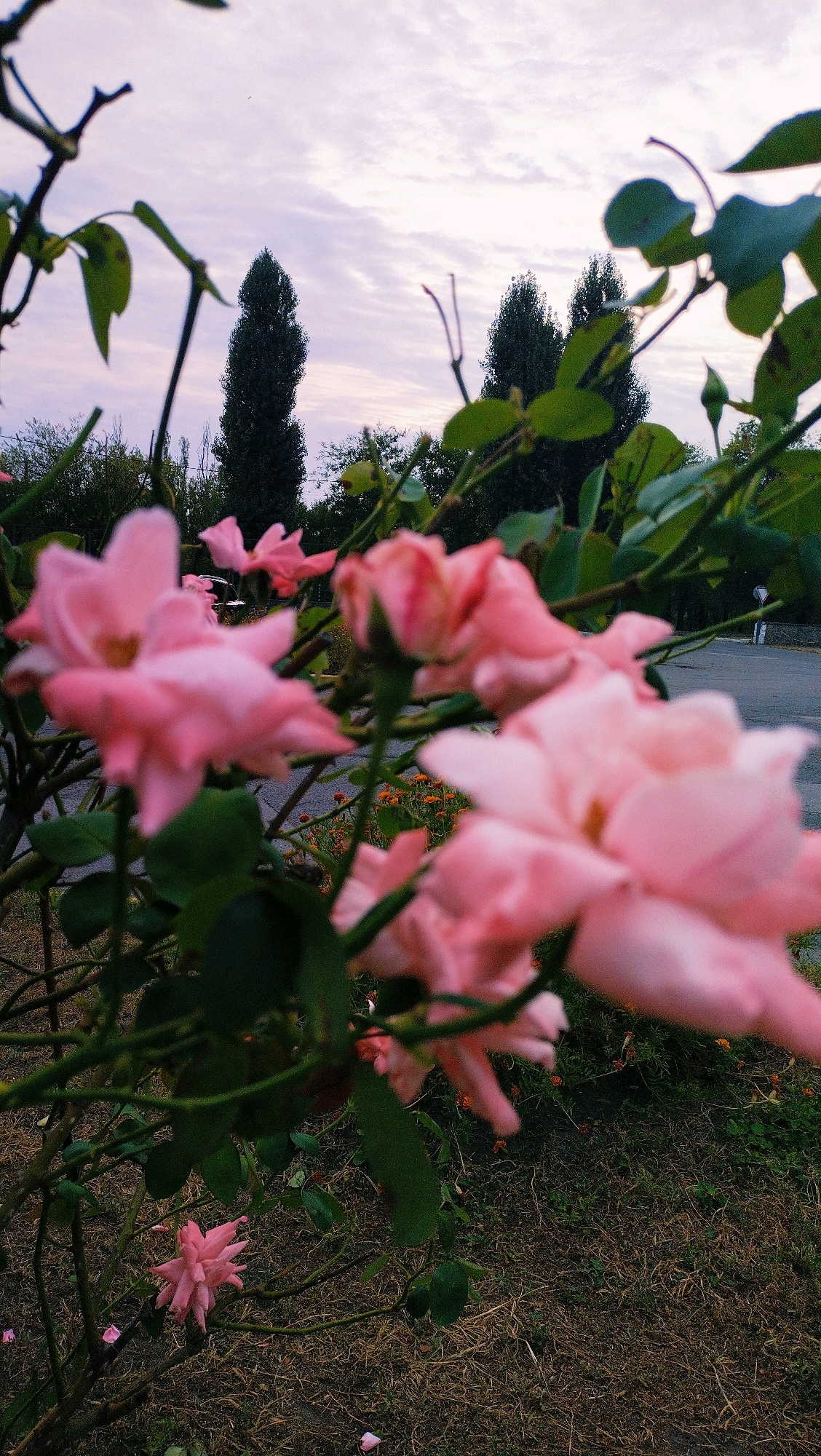A low-angle, close-up shot focuses on a cluster of soft pink roses in full bloom, with some petals appearing slightly blurred due to the shallow depth of field. The roses are part of a bush with green leaves and thorny branches, set against a backdrop of tall, dark green trees and a pale, cloudy sky. The ground beneath the bush is covered with dry grass and scattered fallen petals. In the mid-ground, a paved road can be seen with a white road marker, suggesting an outdoor setting possibly in a park or along a street. There are no people or animals visible in the image. The overall impression is one of natural beauty in an urban or semi-urban environment. This scene could be located in Horishni Plavni, Ukraine, given the presence of typical urban flora and infrastructure.