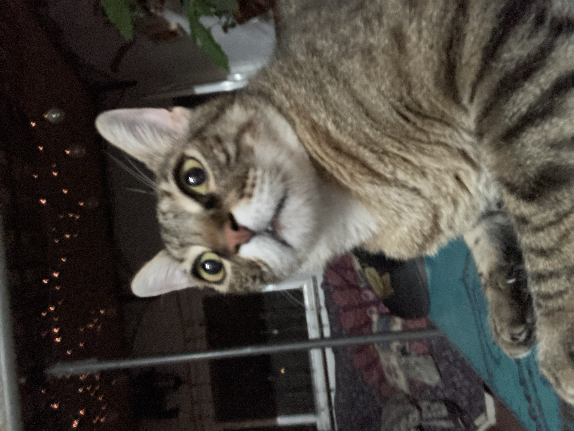 A close-up, slightly blurry photograph captures a tabby cat looking upwards and to the left. The cat has large, round yellow eyes and a pink nose. Its fur is a mix of brown, gray, and black stripes. The background is dark and out of focus, with small, blurry orange lights that appear to be string lights. A blurry green plant is visible on the right side of the image. The cat is resting on a turquoise surface. There is no information in the image that suggests a location in Sabadell, Spain.
