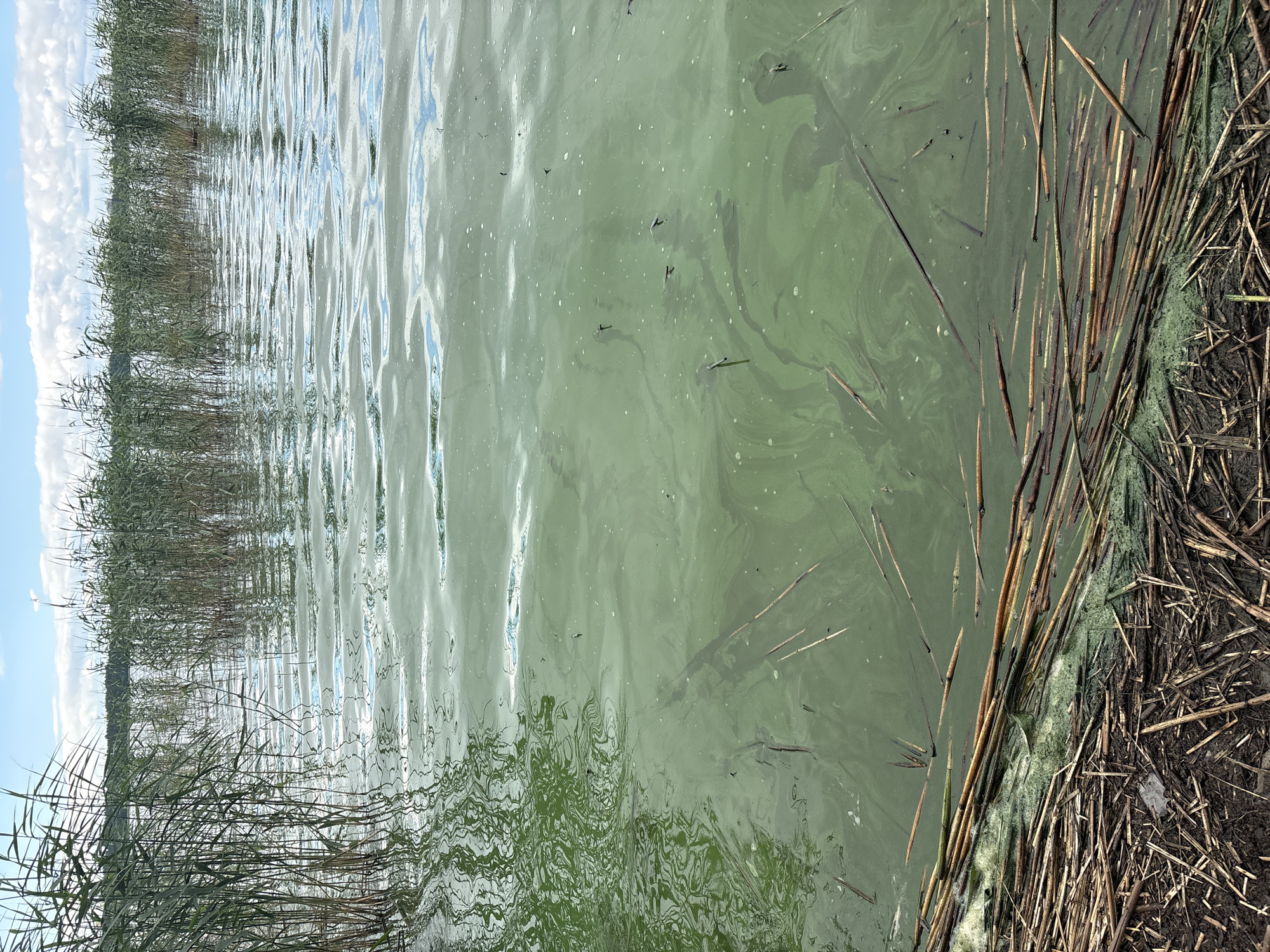 This media file depicts a close-up, rotated view of a body of water with reeds along the edge. The water is a murky green color, indicating possible algae bloom. Scattered across the surface are small dark specks, some of which appear to be insects. Reeds, both green and dried brown, line the right side of the frame, with some submerged in the water. The scene is likely outdoors, given the presence of natural elements and the reflection of the sky on the water. The lighting suggests it is daytime, possibly sunny with some clouds visible in the sky reflected on the water. There is no visible text in the image. The overall impression is a natural, somewhat overgrown waterside environment in Sestroretsk, Russia.