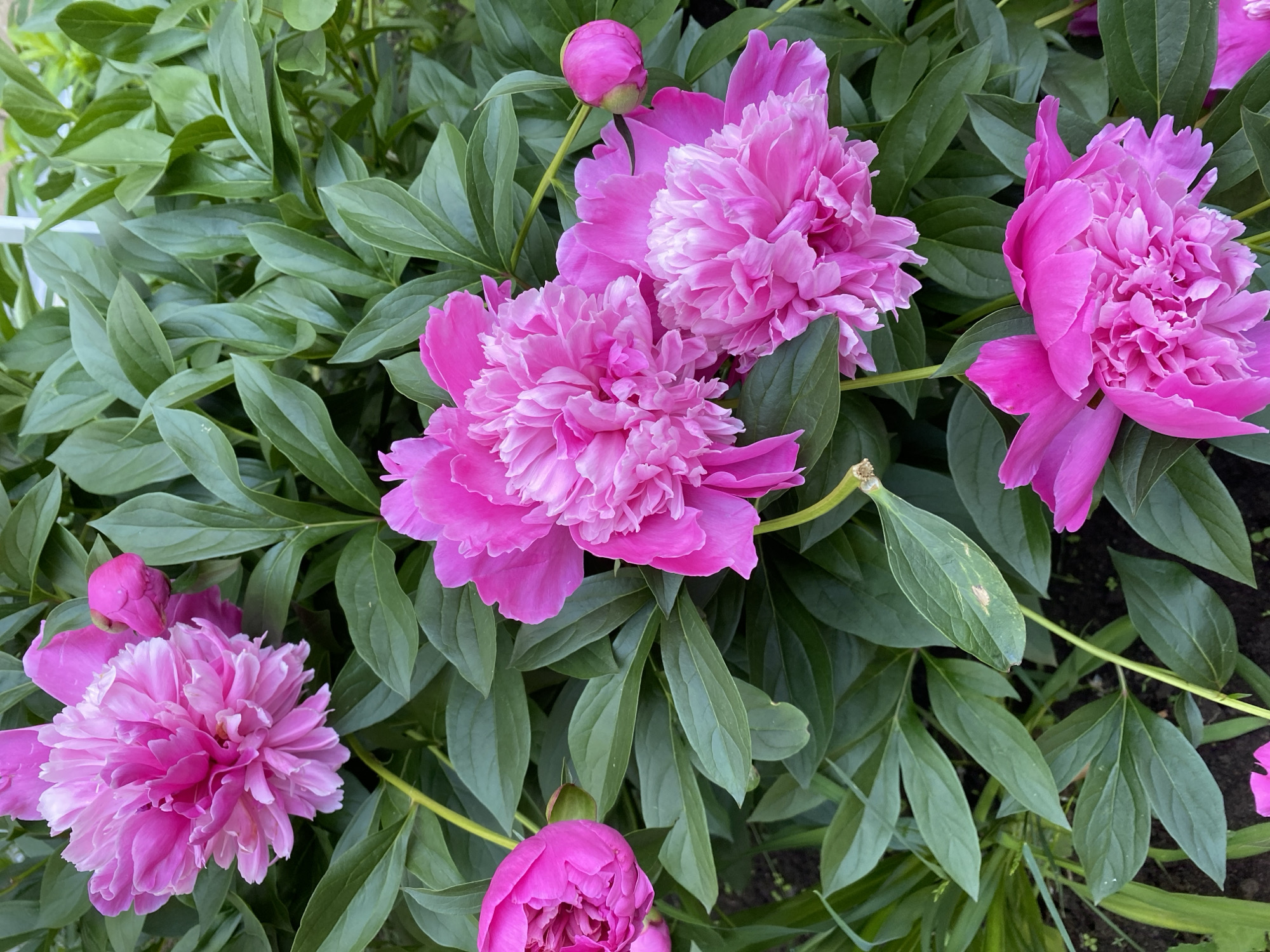 A close-up, overhead view captures a cluster of vibrant pink peonies in full bloom, interspersed with lush green foliage. Several fully opened peonies, with their ruffled petals, are visible, along with a few buds. The flowers are predominantly a bright fuchsia pink, with some lighter pink highlights, especially in the center of the blossoms. The leaves are a deep, glossy green, providing a rich backdrop. The image appears to be taken outdoors, likely in a garden setting. The lighting suggests it is daytime, with natural light illuminating the flowers. There are no people or animals present in the scene. The ground beneath the foliage is dark, suggesting soil.