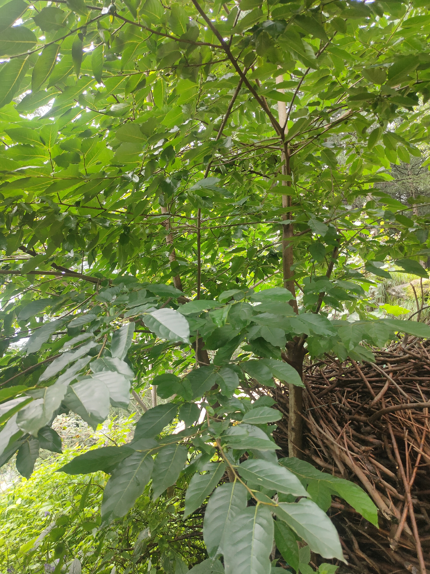 This image shows a close-up view of lush green foliage from a tree, likely in the city of Manali, India, given its mountainous terrain and dense vegetation. The leaves are large and ovate, with prominent veins, and appear to be wet, possibly from recent rain or dew. The tree branches are slender and brown, supporting the dense canopy of leaves. In the background, a pile of dry, brown branches forms a stark contrast to the vibrant green of the tree. The lighting suggests it is daytime, with sunlight filtering through the leaves, creating dappled light and shadow. The environment appears natural and untamed, consistent with the Himalayan foothills. There are no people or animals visible in the frame.