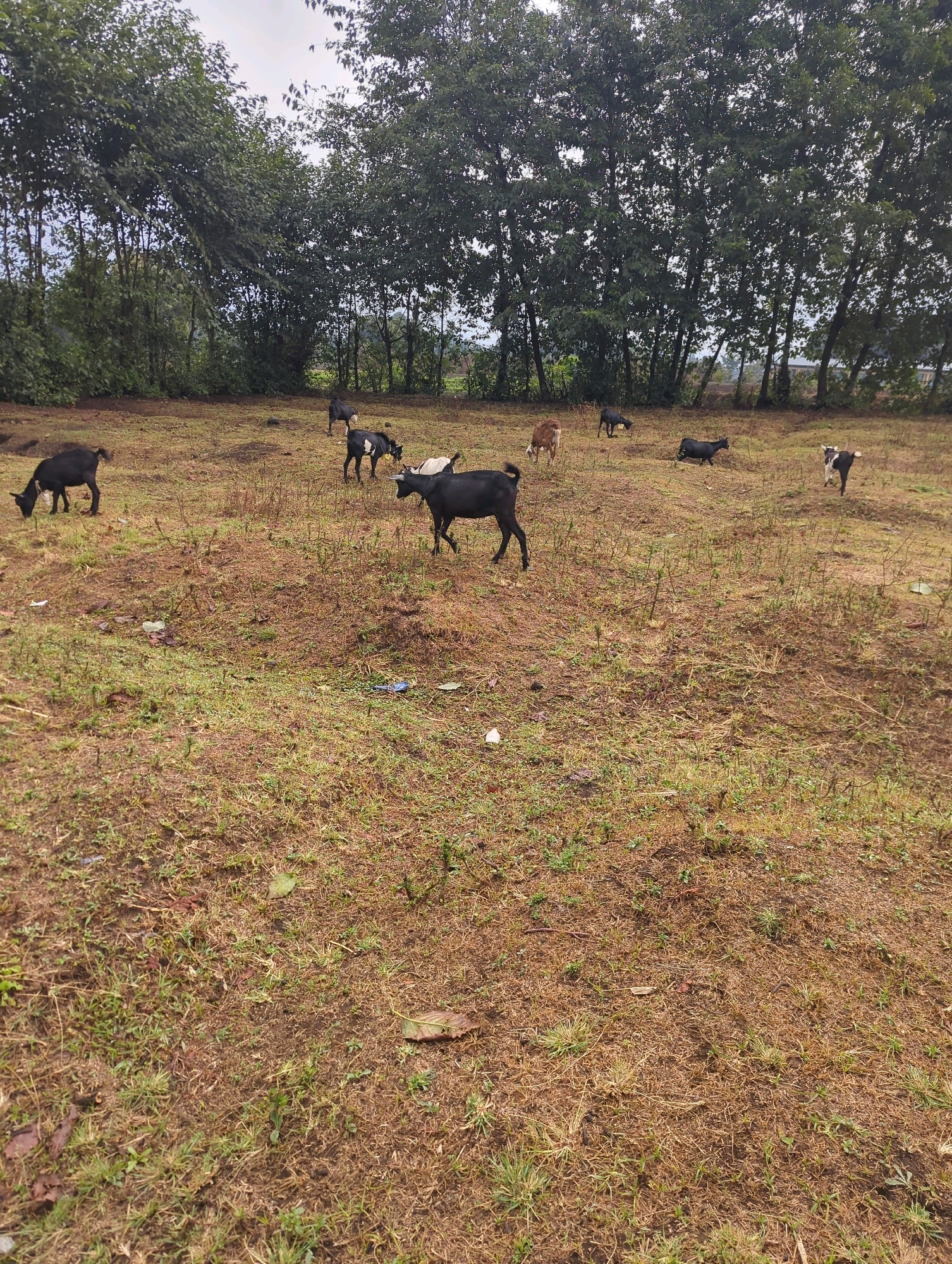 A herd of goats grazes in a dry, grassy field. The field is bordered by a dense line of trees with a sky peeking through the leaves. A single goat, a black and white juvenile, stands facing right, its head down as if grazing. To its left, a larger black goat stands with its head lowered. In the middle ground, a brown goat grazes, and behind it, another black goat walks away from the camera. To the far left, a black goat with its tail raised is walking away from the viewer. In the background, a few more goats are scattered throughout the field. The ground is covered in dry grass and some scattered debris, including a blue plastic bag. The overall scene suggests a rural setting in the Musanze District of Rwanda.