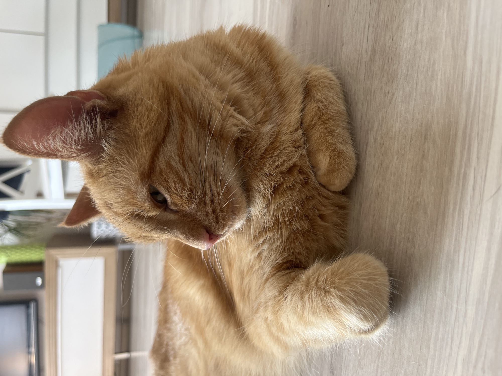 An orange tabby cat is lying on a light wood-grain floor, with its body angled away from the camera. The cat's head is turned to the left, and its eyes are partially closed. Its front paws are tucked underneath its chest. In the background, a white cabinet with wooden accents and a black television screen are visible. The environment suggests an indoor setting, likely a living room. There is no indication of the location being in Zabrze, Poland.