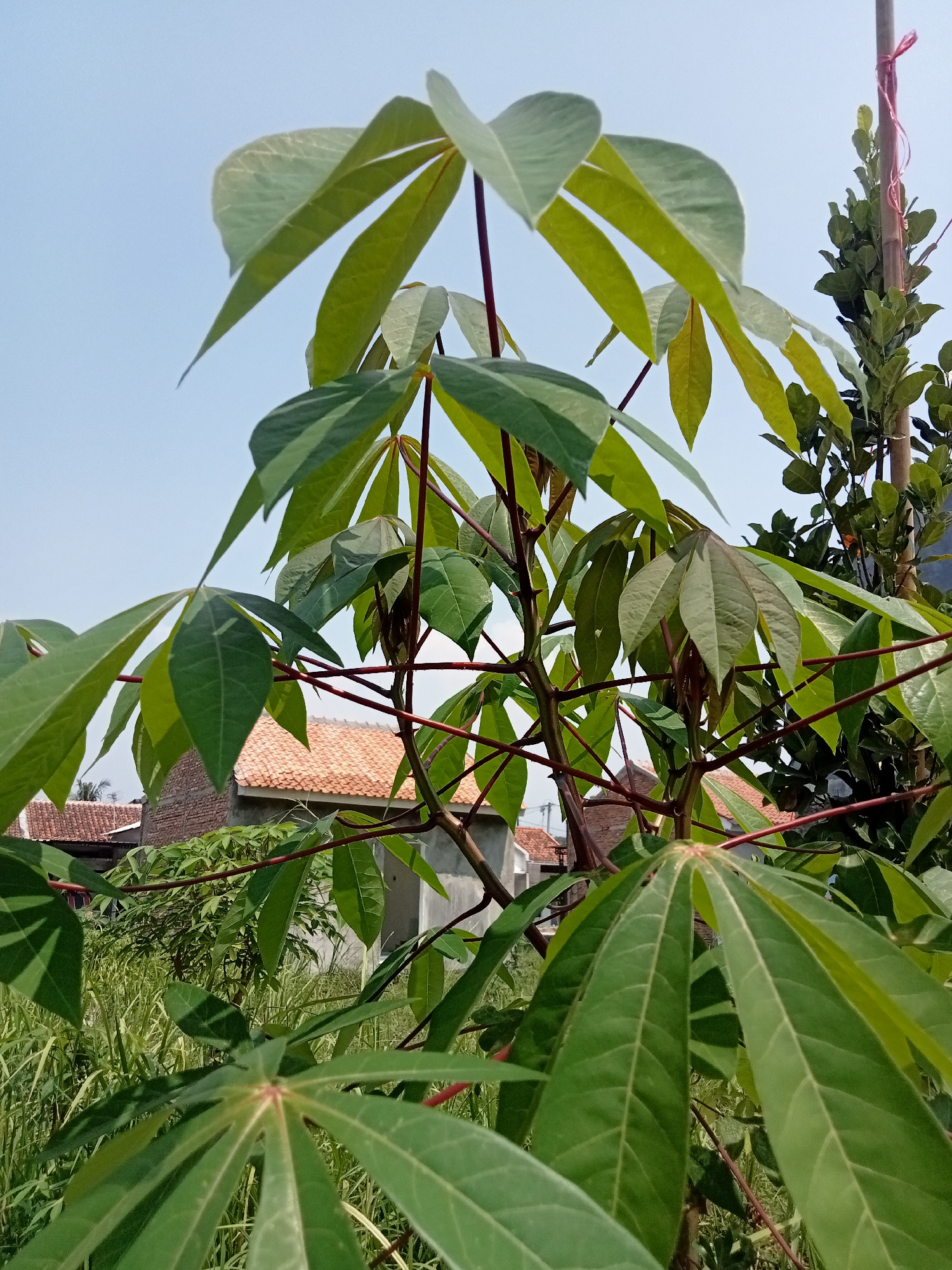 In Kutosari, Indonesia, on a clear day, a close-up shot captures a vibrant green cassava plant. The plant's palmate leaves, characteristic of the species, are prominently displayed, with their deep green coloration and distinct venation. The stems are a reddish-brown hue, creating a striking contrast with the foliage. In the background, a few traditional Indonesian houses with terracotta tile roofs are visible, peeking through the dense greenery. The scene is bathed in bright sunlight, casting subtle shadows on the leaves and highlighting the plant's lushness. The overall impression is one of a peaceful, rural setting, where nature thrives amidst human habitation.