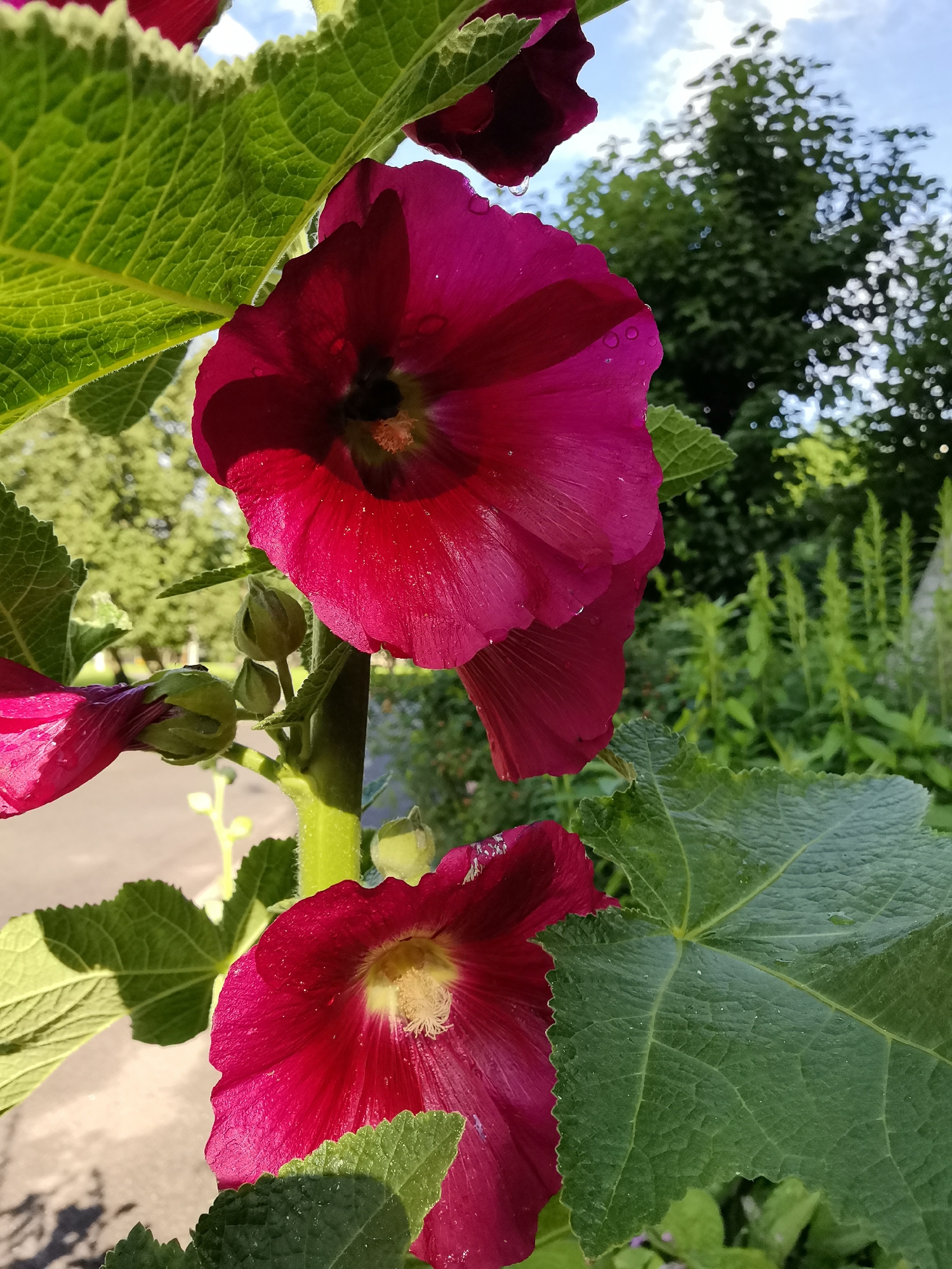 The image shows a close-up of two deep pink hollyhock flowers in the foreground. The flowers have large, ruffled petals and prominent yellow centers. Several green hollyhock leaves surround the flowers, some with visible water droplets. In the background, blurry green trees and a bright blue sky with white clouds are visible. The scene appears to be outdoors in a garden or park setting. The provided metadata indicates the location as Zelenogorsk, Russia.