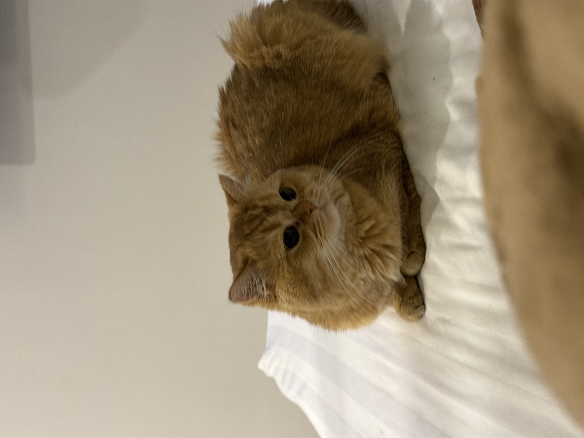 A fluffy, orange cat is curled up on a white, striped surface, likely a bed. The cat's eyes are dark and wide, and it is looking slightly to the right. The background is a plain, light-colored wall. The foreground is blurred and appears to be another soft surface, possibly a blanket or pillow. The scene is indoors, and there are no elements to suggest a specific location within Đà Nẵng, Vietnam.