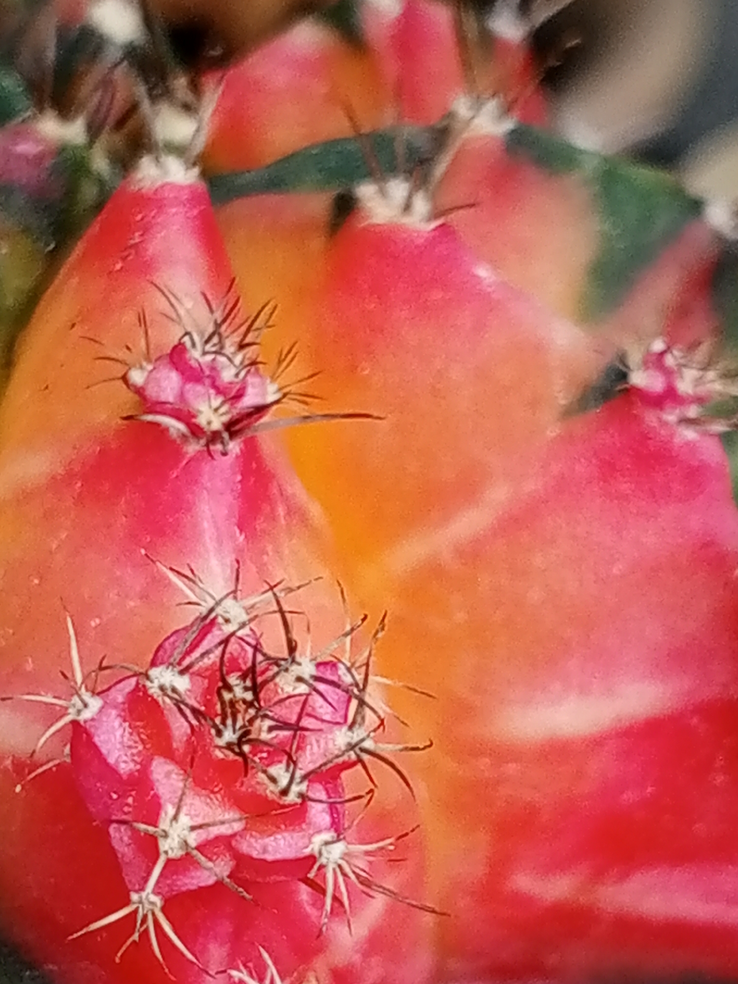 A close-up photograph depicts a cluster of Gymnocalycium mihanovichii cacti, characterized by their vibrant red and orange coloration. The cacti exhibit numerous areoles bearing spines, some of which are black and some white. The overall environment appears to be a controlled setting, likely a greenhouse or botanical garden in Bangkok, Thailand, based on the tropical plant species' prevalence in the region.