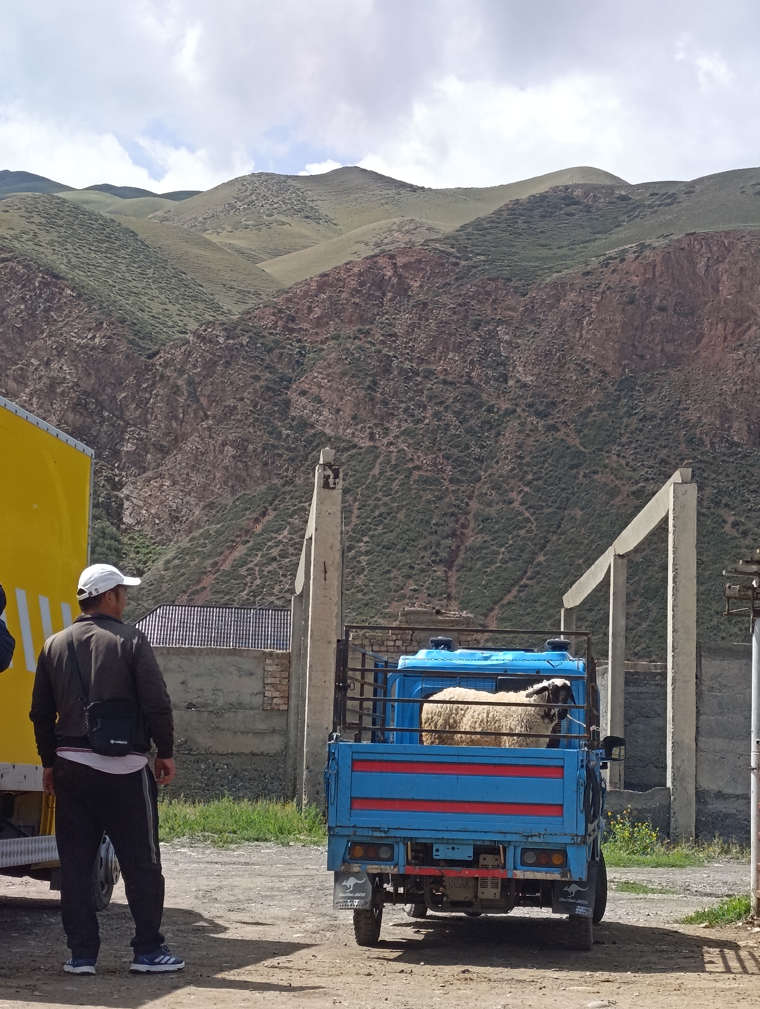 In Naryn City, Kyrgyzstan, a man wearing a white cap, dark jacket, and black sweatpants stands facing away from the camera, looking towards a blue truck. The truck is carrying a sheep in its bed. To the left of the man, a portion of a yellow truck is visible. The background features a rugged, mountainous landscape with green and brown slopes under a cloudy sky. The scene appears to be outdoors on a dirt road, with some concrete structures and fences present.