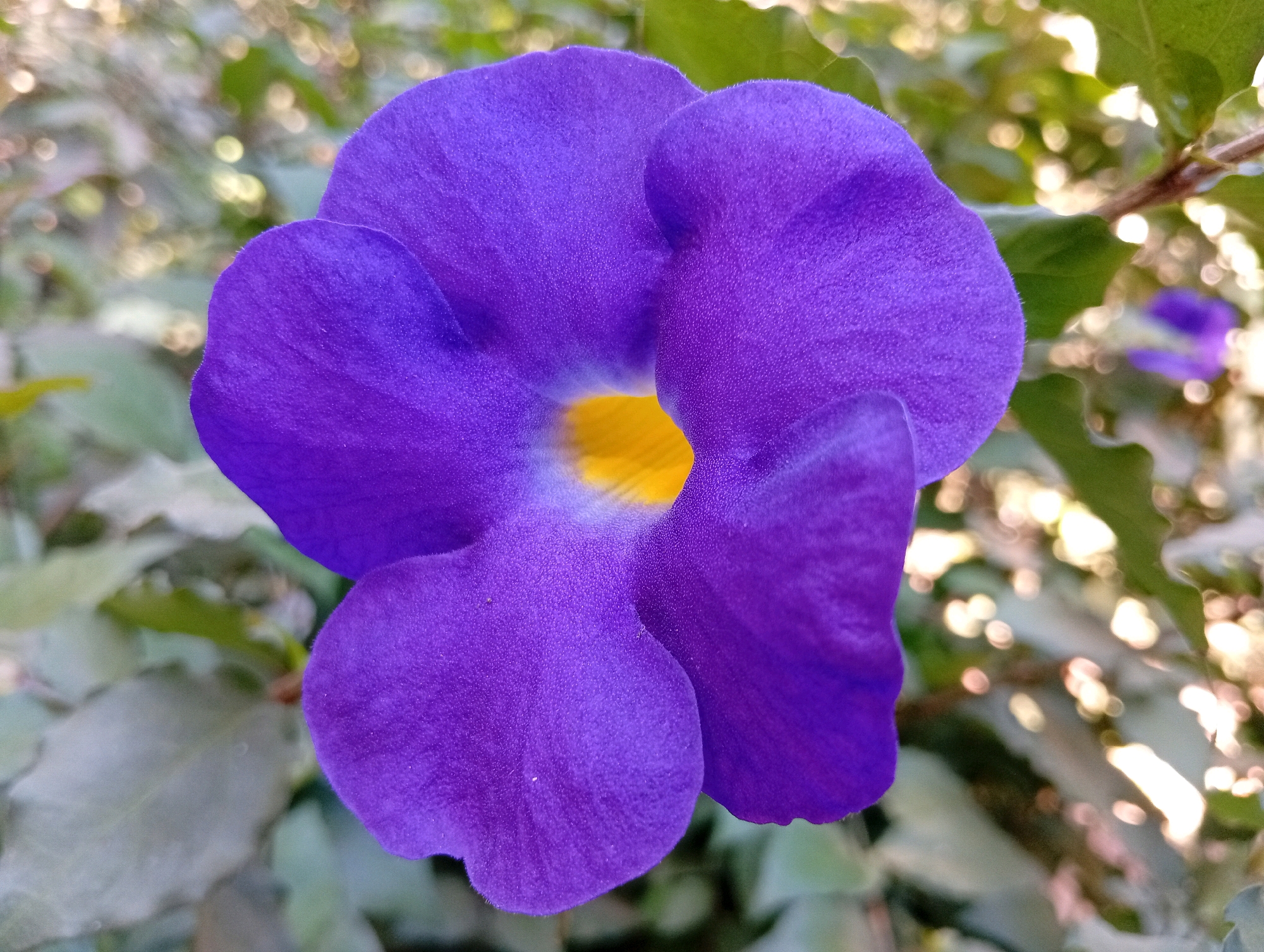 This is a close-up, eye-level, outdoor photograph of a single, vibrant purple flower with a yellow center. The flower's petals are soft and textured, with a slightly fuzzy appearance. The background is out of focus, showing a blurred green foliage and dappled sunlight, suggesting it is a sunny day. The photograph does not depict any people or specific urban landmarks within Miritpetikusan, Indonesia. The environment appears to be a natural or garden setting.