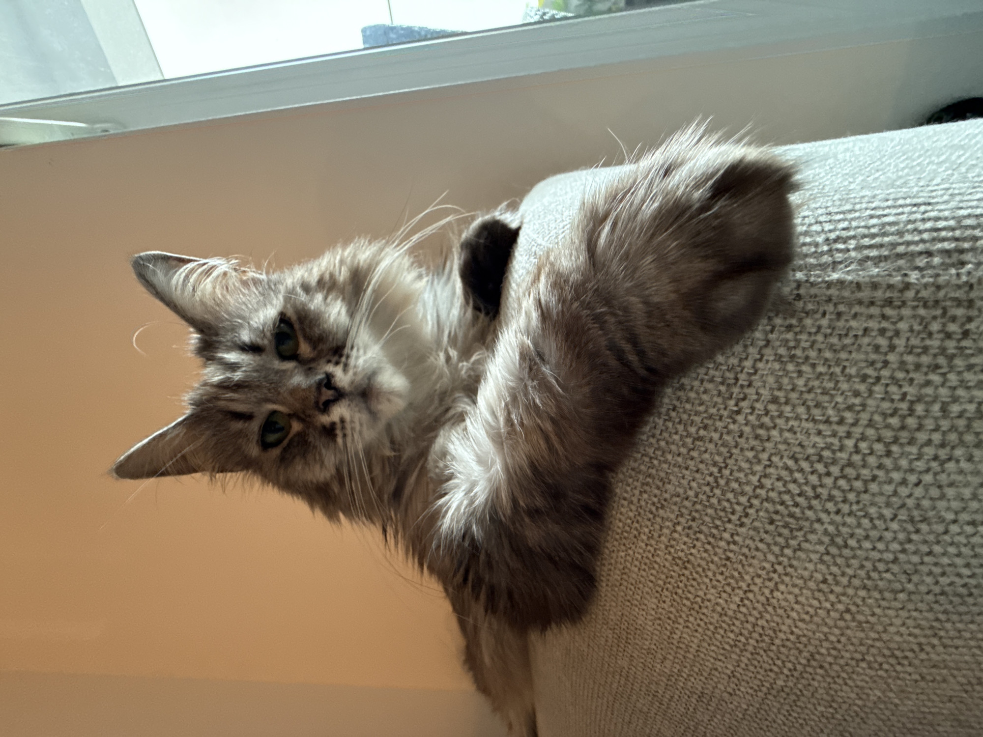 A cat is draped over the armrest of a couch. The cat is grey and white with long fur. It is looking at the camera with green eyes. The couch is light grey and textured. There is a window in the background. The location is Unknown, Unknown.