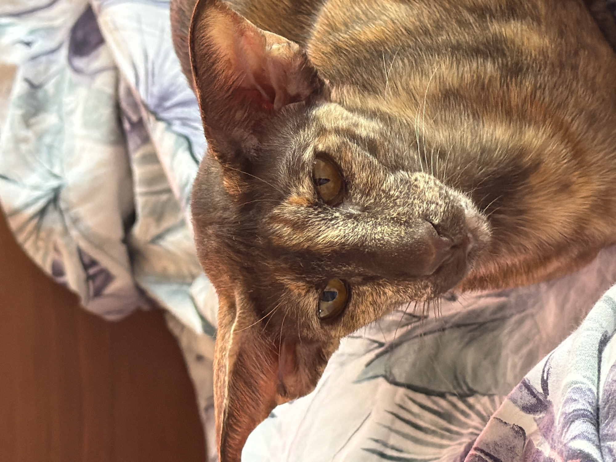 A close-up, rotated view of a light brown Oriental cat lying on a patterned fabric. The cat has short, close-lying fur, large ears, and amber eyes. The background is a blurred floral pattern. There's no information about Chaikovsky, Russia in the image, nor any people, subjects, objects, actions, interactions, or the environment, beyond what is visually obvious in the photograph.