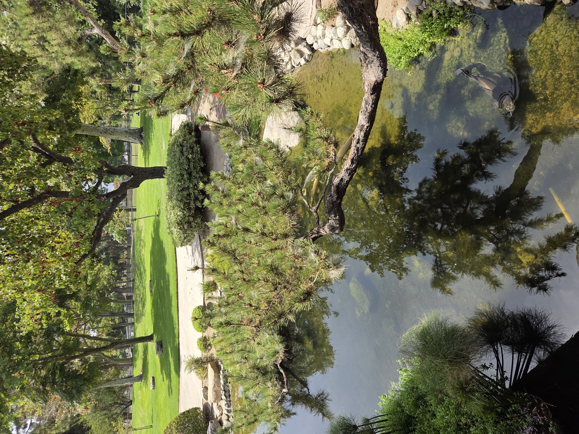 The image shows a serene pond with clear water and a rocky edge in Brand Park, Glendale, California. A mature pine tree extends its branches over the water, casting a reflection. Two koi fish are visible swimming in the pond, one larger and darker, and another lighter one in the background. Lush green grass and various trees form the background, suggesting a well-maintained park setting. The overall atmosphere is tranquil and natural.