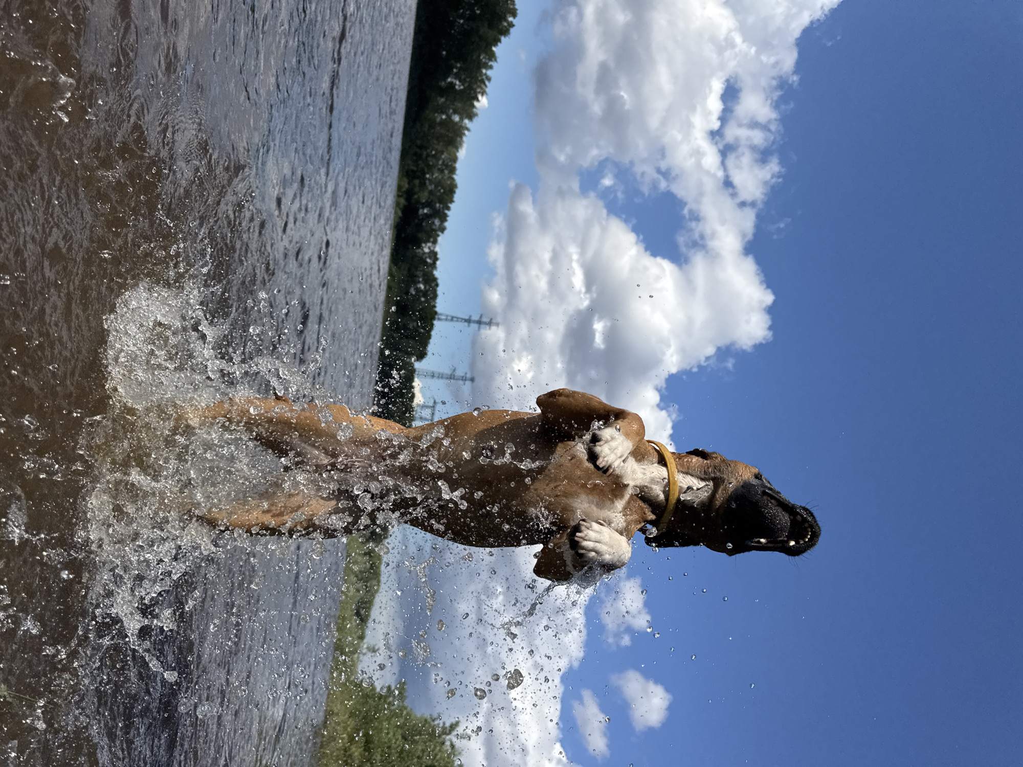 A brown dog with a yellow collar is captured mid-air, jumping out of the water. The dog is on its hind legs, with its front paws extended upwards and water splashing around it. The background consists of a body of water, a tree line, and a bright blue sky with scattered white clouds. In the distance, two tall power pylons are visible near the tree line. The location appears to be a waterfront area, possibly a river or lake, in the city of Chaikovsky, Russia. The overall scene is dynamic and energetic, showcasing the dog's playful interaction with the water.