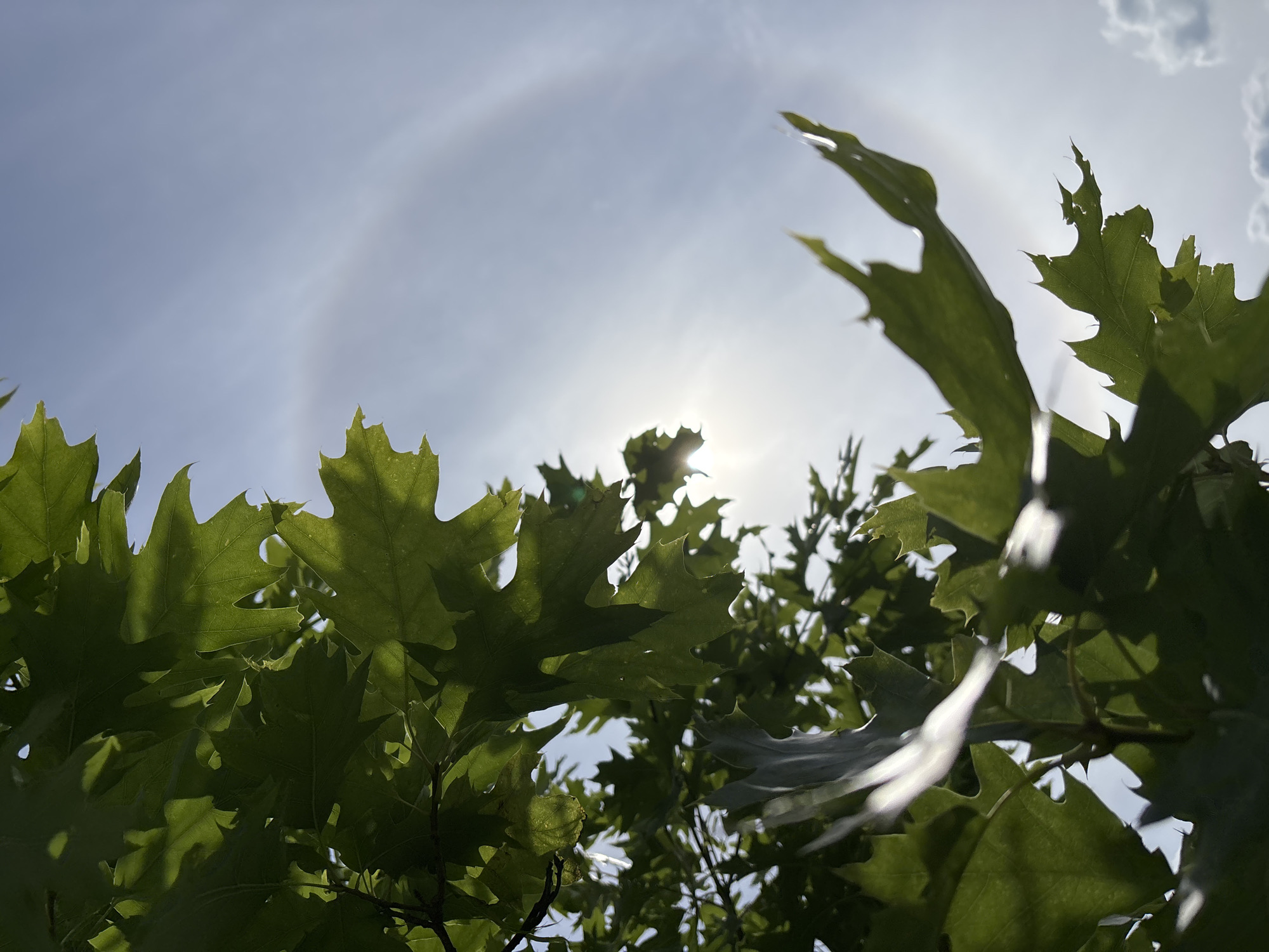 The image shows a close-up view of green oak leaves against a bright sky with a sun halo. The sun appears to be behind some of the leaves, creating lens flare and highlights. A faint rainbow-like arc is visible in the sky, suggesting the presence of moisture in the atmosphere. The lower part of the image features more leaves, some of which are partially obscured by bright white streaks, possibly from water droplets or reflections. The scene is outdoors and appears to be a sunny day. The image has been geolocated to Zvenigorod, Russia.
