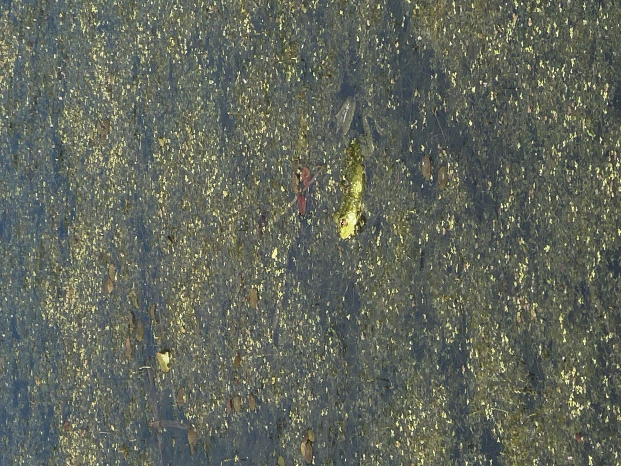 A green frog is visible in the murky water of a pond covered with algae and fallen leaves. The frog is partially submerged, with its head and front limbs visible above the surface. Its body appears to be camouflaged by the surrounding vegetation. The pond is situated in a natural environment, likely a rural area, given the description of its location in Альняш, Russia. The scene depicts a moment of tranquility in nature.