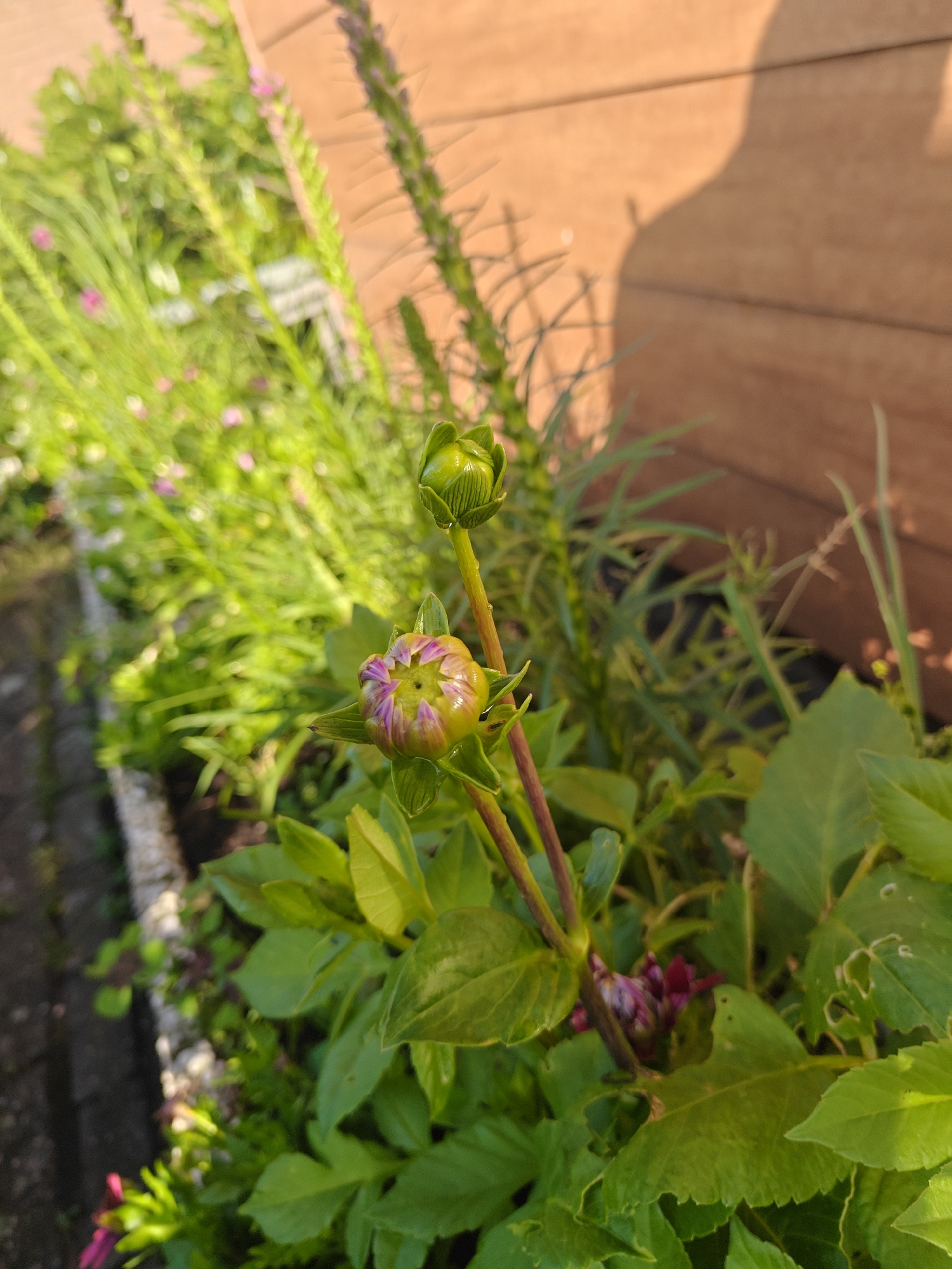 The image shows a close-up of two dahlia flower buds in a garden setting, likely in Nieuw-Vennep, Netherlands. The foreground is dominated by the green leaves and stems of the dahlia plants. The lower bud, in focus, exhibits a partially opened bloom with hints of pink and purple petals peeking out from yellow-green sepals. Above it, a second, fully closed green bud is visible. In the background, out of focus, is a blurred array of greenery with small pink flowers, possibly other garden plants, and a wooden fence or wall with distinct horizontal planks. The lighting suggests it is late afternoon or early morning, casting a shadow of a person on the wooden surface. The scene is a natural outdoor environment, showcasing the early stages of flower development.