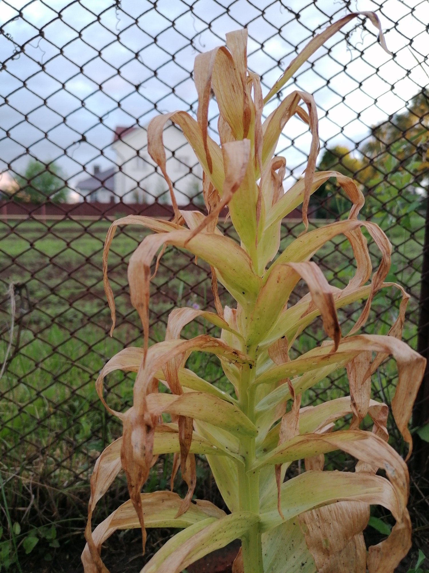 The image depicts a corn stalk in a garden, with a chain-link fence in the background. The corn stalk is primarily green, with many leaves that are browning and wilting. A house is visible in the background, suggesting a residential area. The image was taken in Unknown, Unknown.