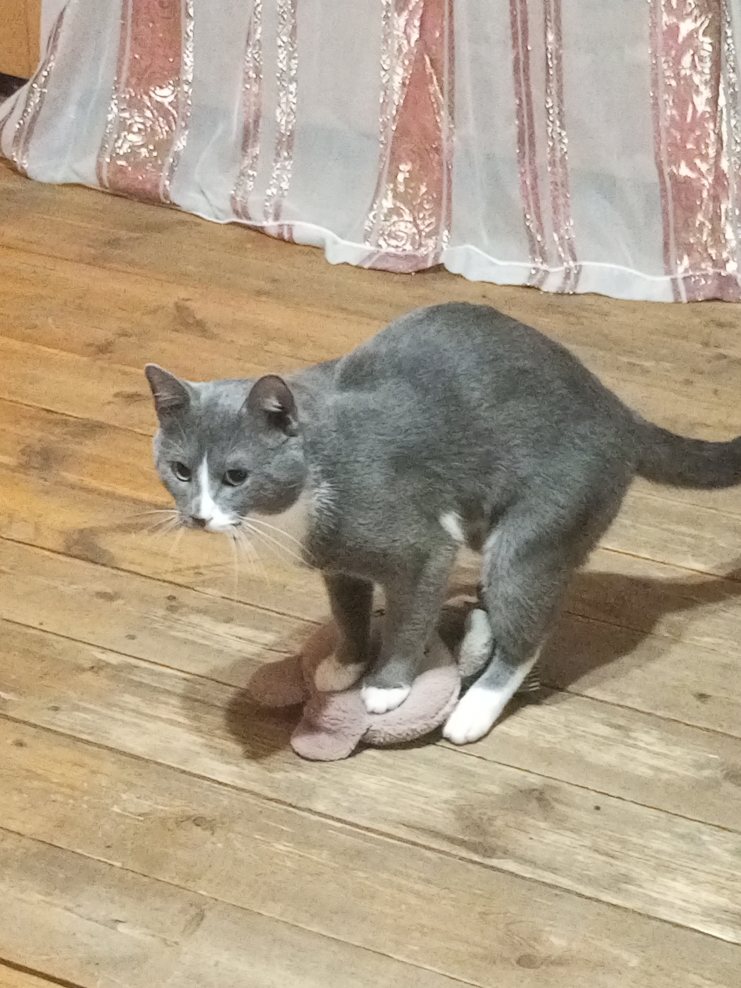 A gray and white domestic cat is captured mid-action on a wooden floor. The cat is positioned on top of a small, plush toy, with its front paws pressing down on it and its hind legs extended. The cat's tail is raised and curves towards the right. In the background, a decorative fabric with vertical pink and silver stripes is visible, suggesting an indoor setting. The wooden floorboards are oriented horizontally in the frame. The scene is devoid of any human presence, and no specific location in Vsevolozhsk, Russia, can be identified from the visual elements.