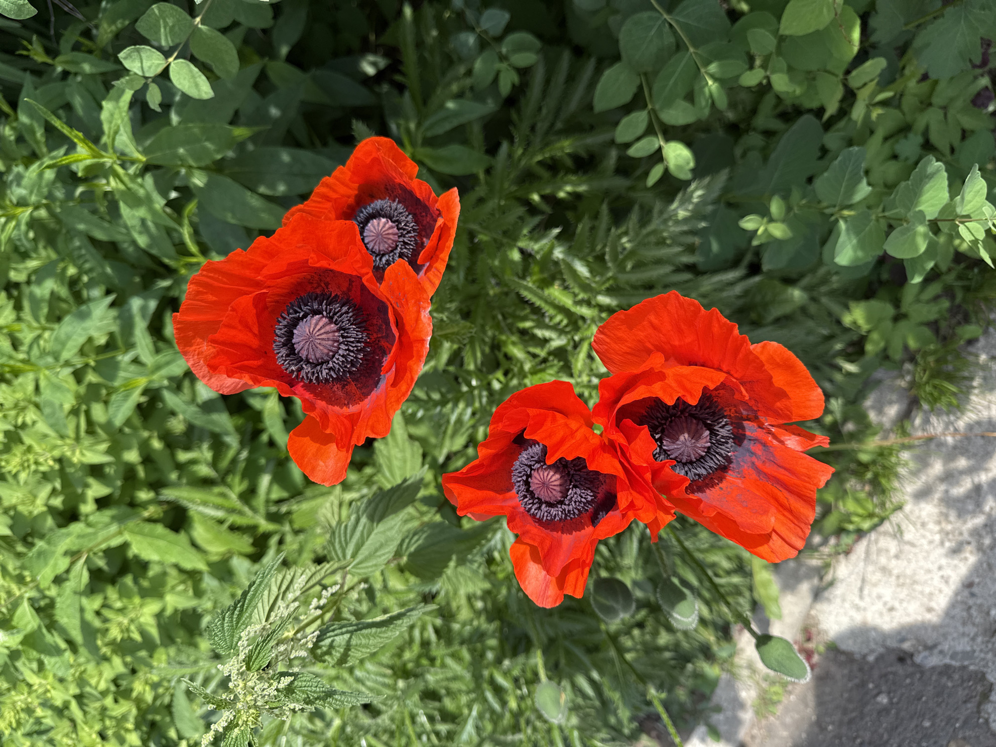 The image displays a close-up, top-down view of a cluster of vibrant red poppies with dark centers, set against a backdrop of lush green foliage. One poppy is positioned in the upper right, with two others slightly below and to its left. A fourth poppy is located in the lower left quadrant, its petals partially unfurling. Small green buds are visible on stalks among the leaves. The foreground features a textured, light-colored surface, possibly a pathway or stone, casting faint shadows. The scene is outdoors, likely a garden or natural setting within the city of Vologda, Russia, though no specific landmarks or people are identifiable.